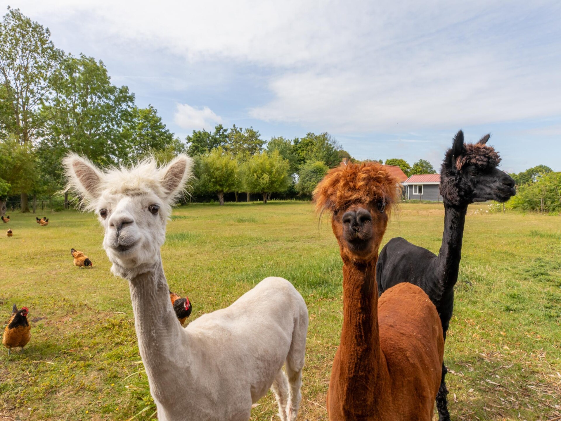 Vrijstaand vakantiehuis 'Jikkemien' in polder bij Koudekerke, honden toegestaan - foto 3