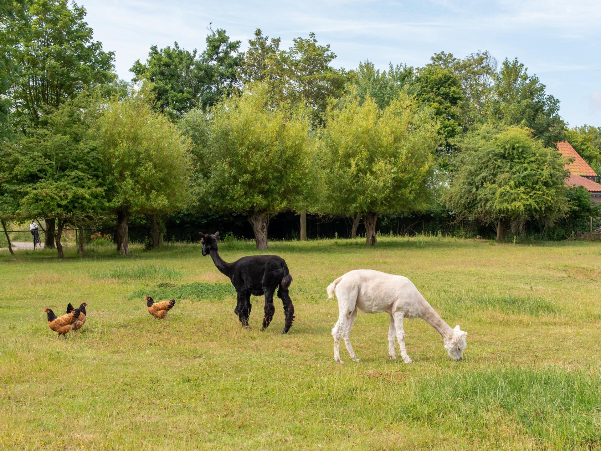 Vrijstaand vakantiehuis 'Jikkemien' in polder bij Koudekerke, honden toegestaan - foto 39