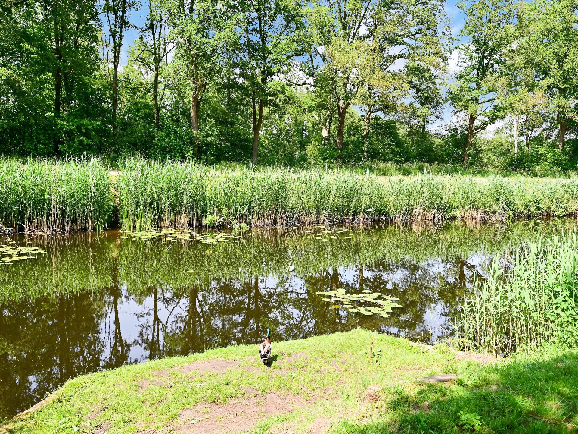 Vrijstaand wellnesshuis met boszicht en privé spa in Twente - foto 31
