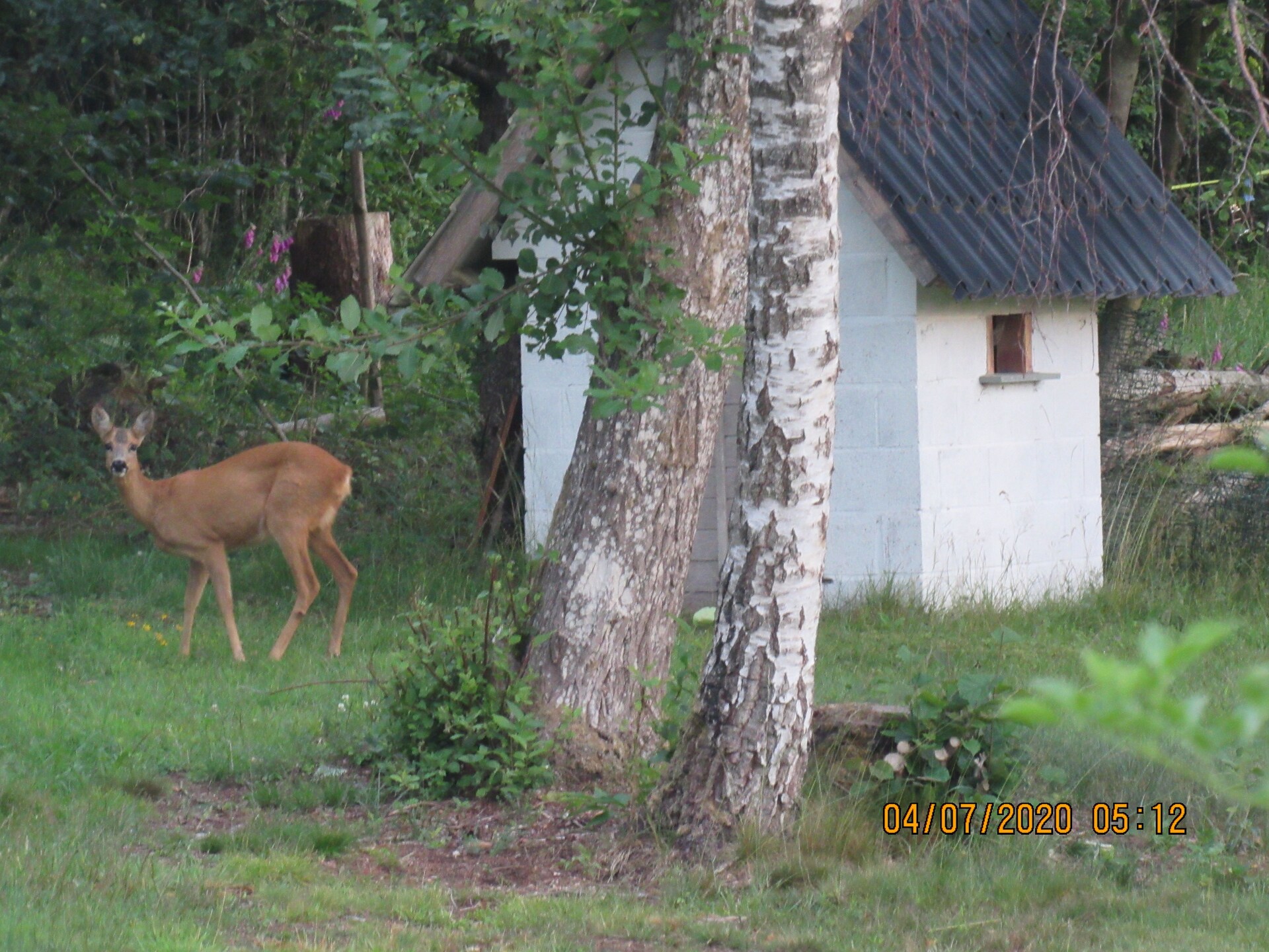 Authentiek 3-persoons chalet met pizza-oven in Tenneville - foto 25