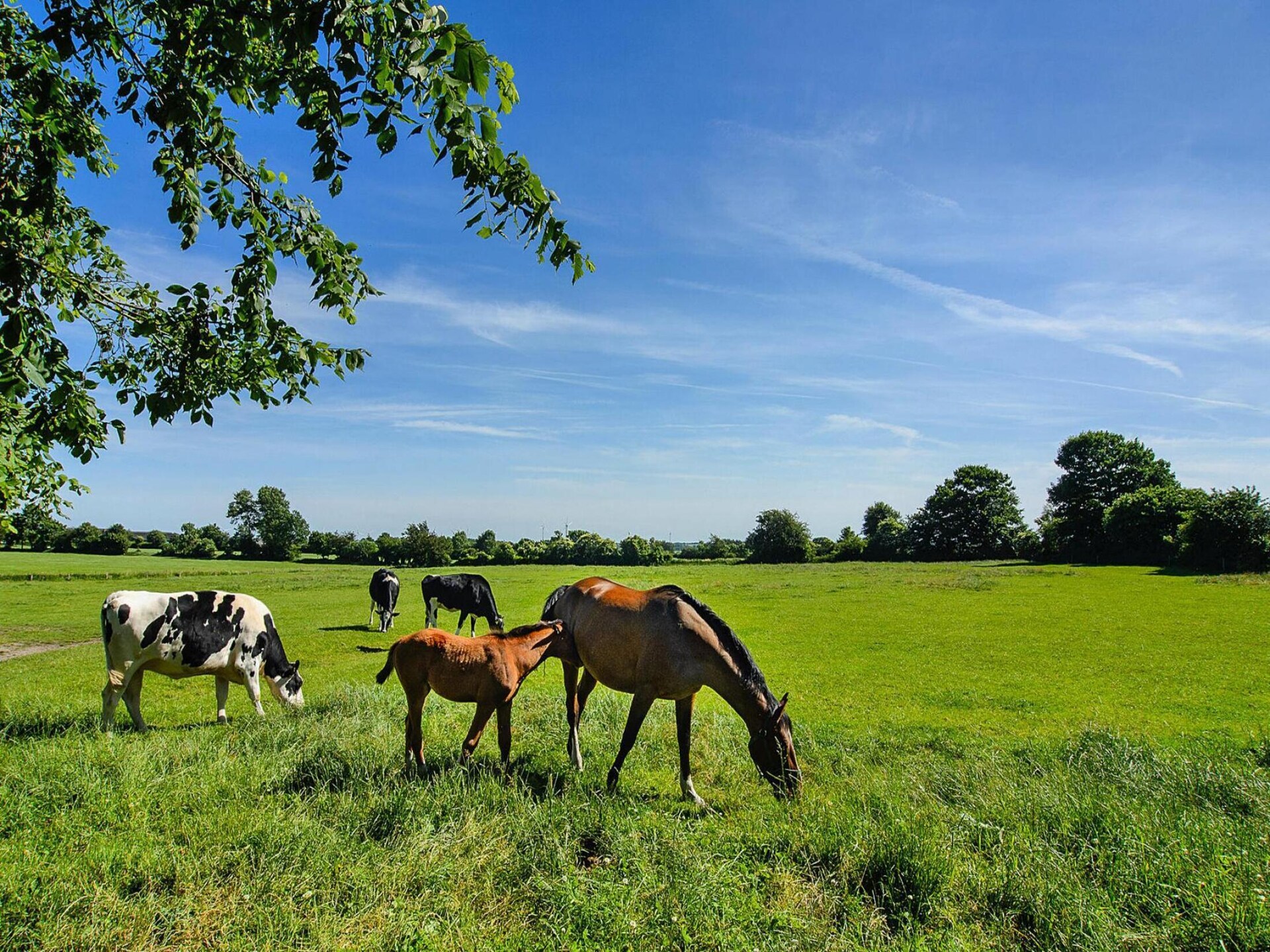 Fries rietgedekt huis nabij Husum met zonneterras - foto 18