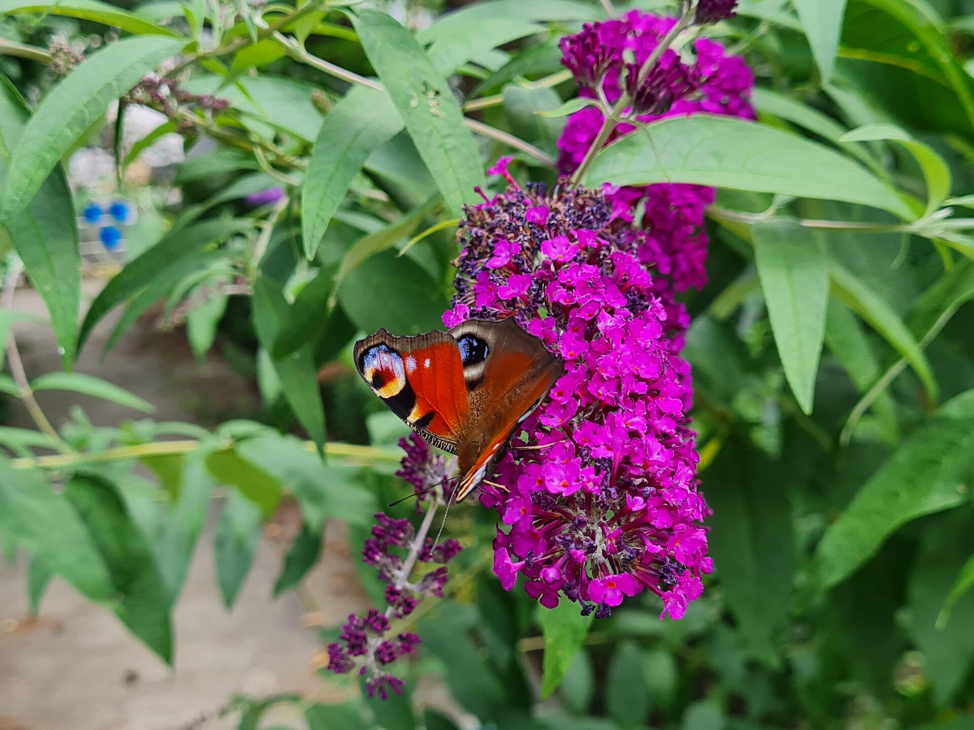 Bungalow Gartenidyll: Rustige plek in Berlijn Kaulsdorf - foto 15