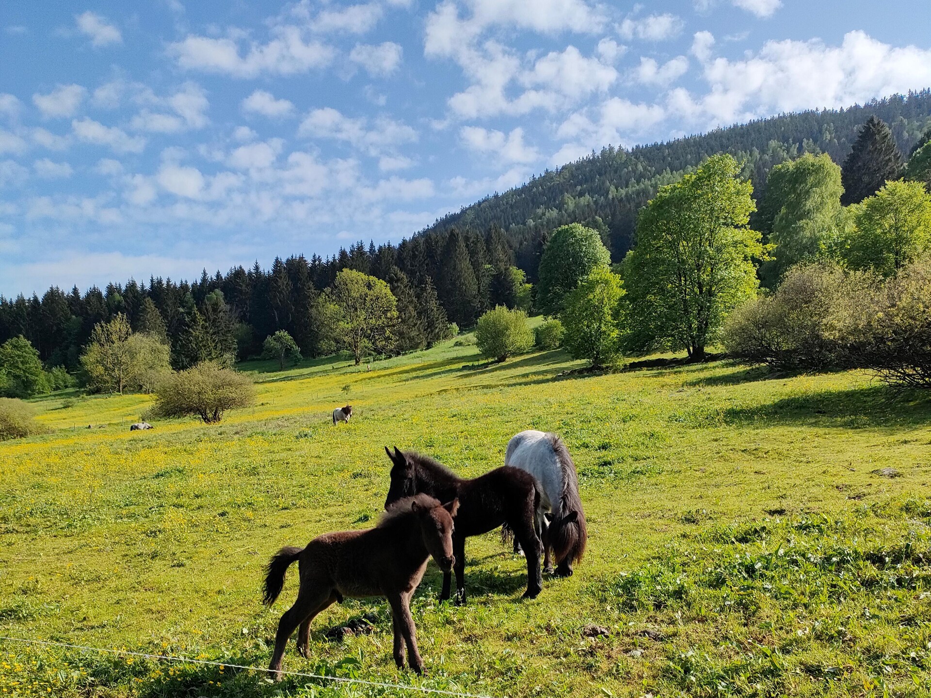 Vrijstaand vakantiehuis met bergzicht in Oberschönau, Thüringer Woud - foto 37
