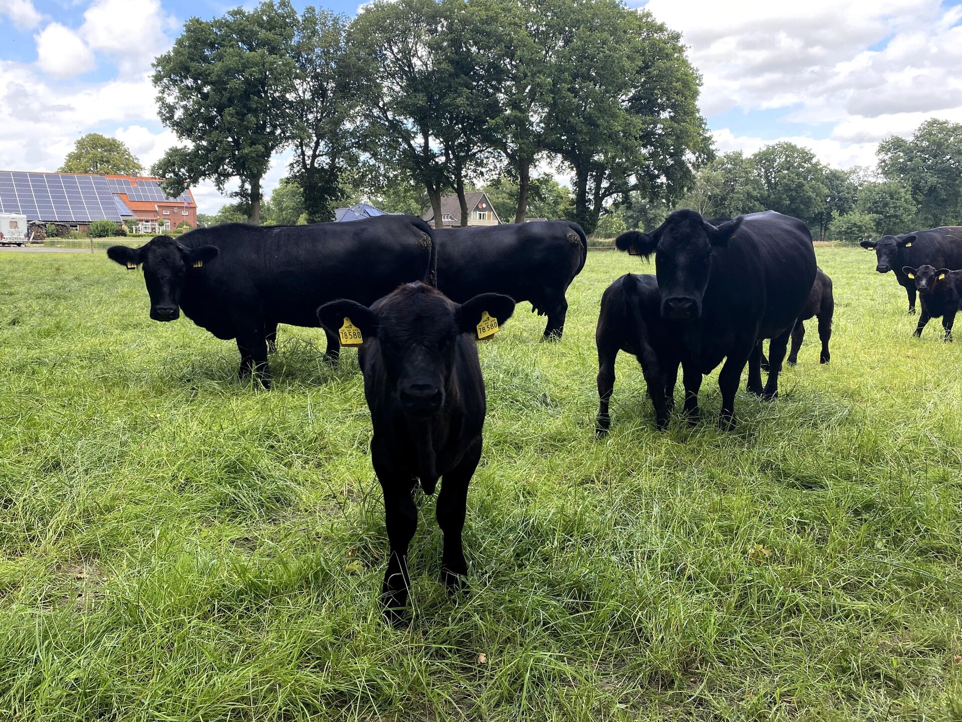 Vakantieappartement bij paarden en dieren op het Oost-Friese platteland - foto 28