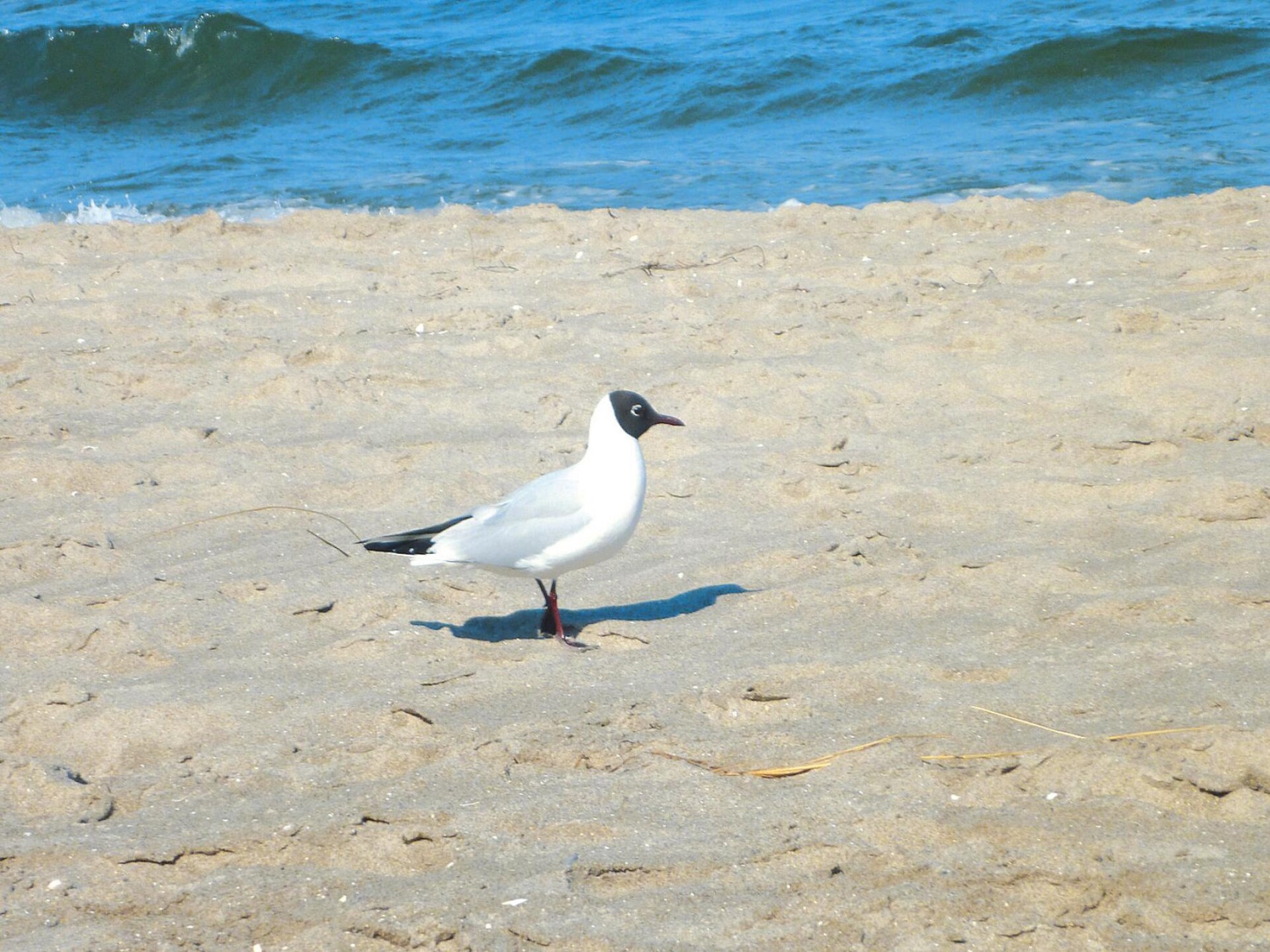 Residenz Seestern: knus appartement op 200m van het strand in Boltenhagen - foto 21