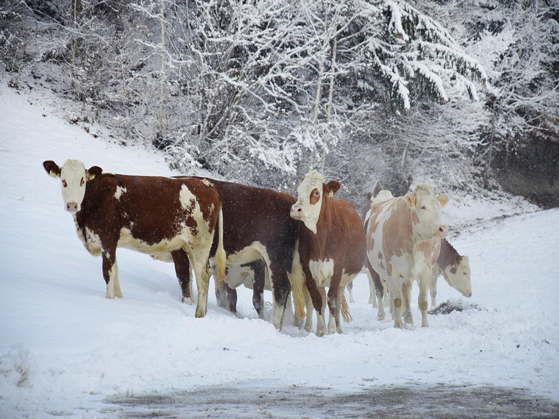 Ruim appartement voor 8 personen op een boerderij in Fügen - foto 22