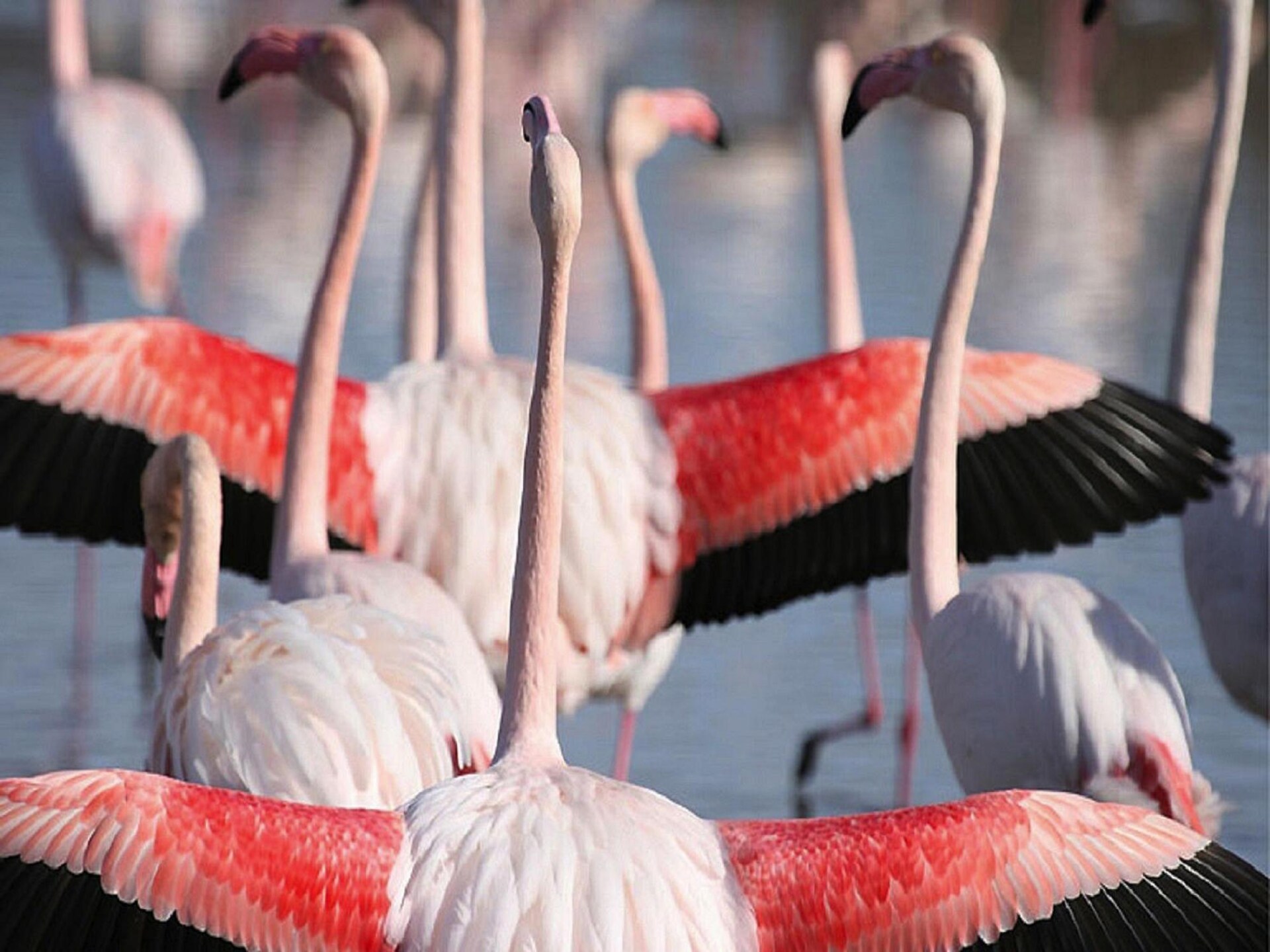 Provençaals vakantiehuisje voor 4 personen in Bellegarde, poort van de Camargue - foto 24