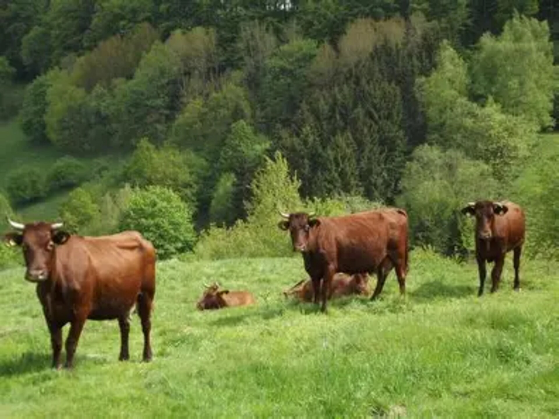 Vrijstaand vakantiehuis aan kabbelende beek in Wieda, Harz - foto 23