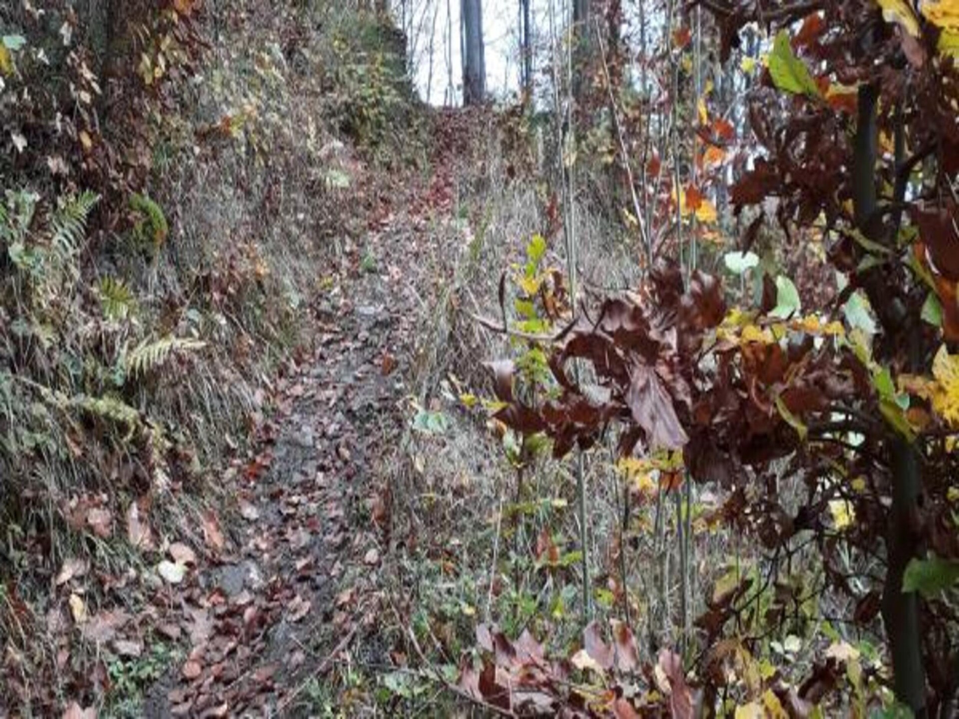 Vrijstaand vakantiehuis aan kabbelende beek in Wieda, Harz - foto 25