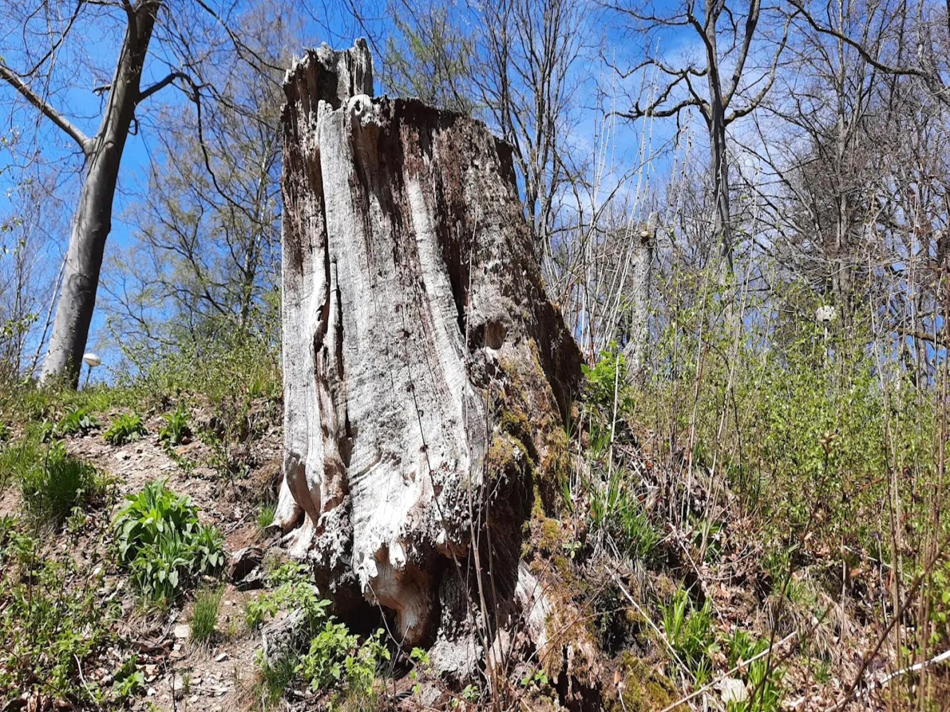 Vrijstaand vakantiehuis aan kabbelende beek in Wieda, Harz - foto 28