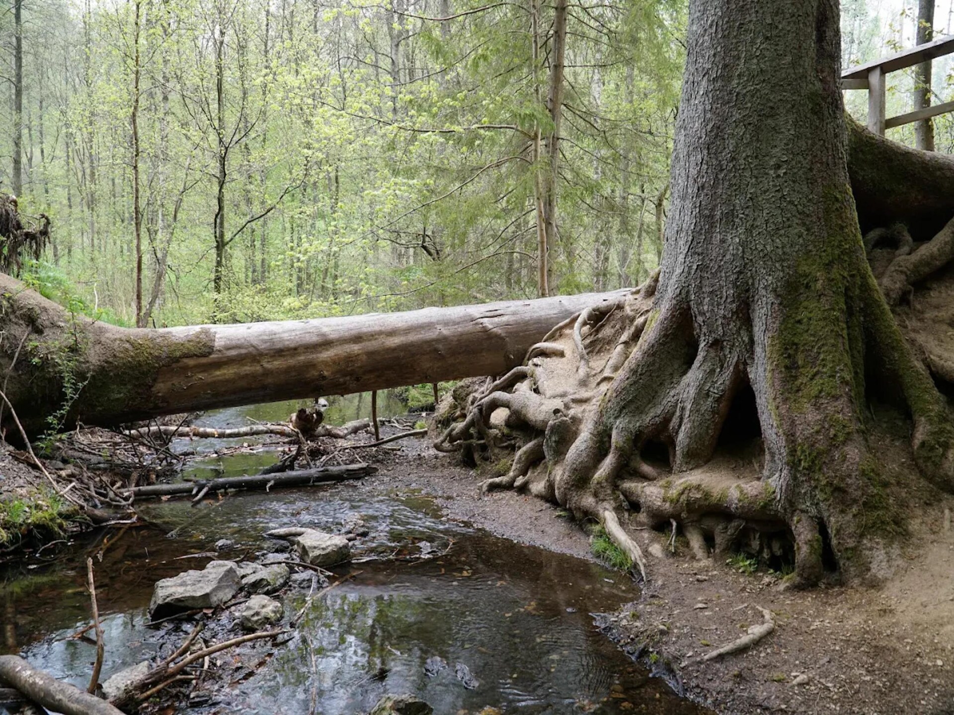 Vrijstaand vakantiehuis aan kabbelende beek in Wieda, Harz - foto 34