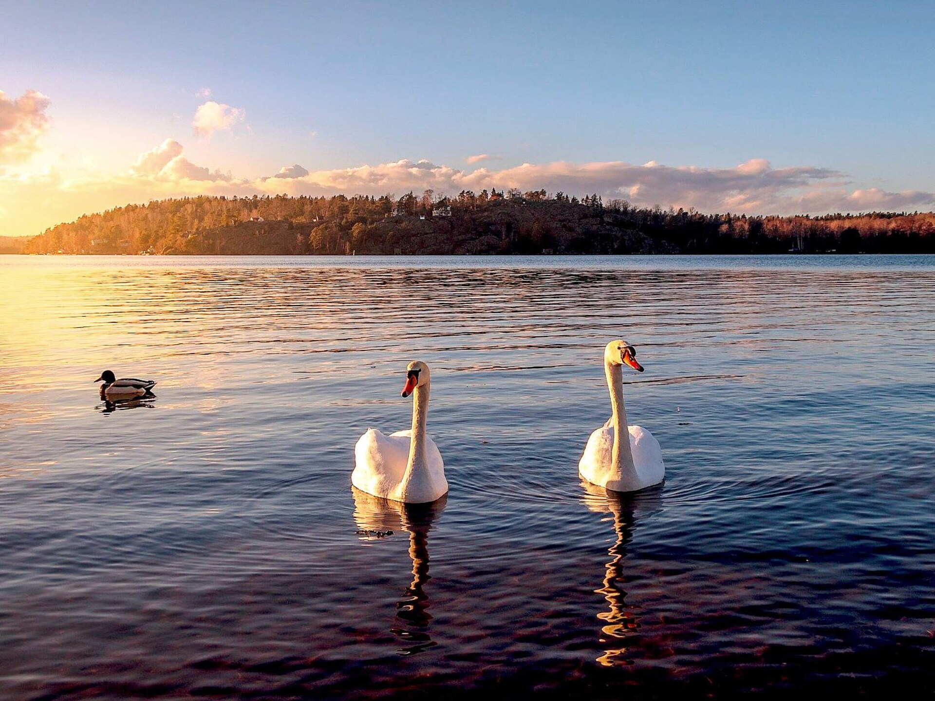 Modern vakantiehuis op Ekerö, 800m van meer en vlakbij golfbaan - foto 15