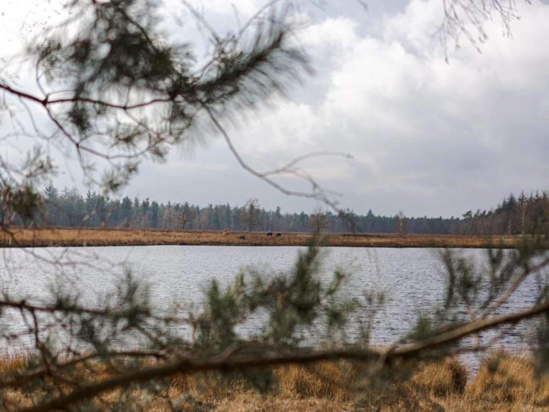 Stijlvolle safaritent op Bospark 't Wolfsven in Mierlo - foto 21