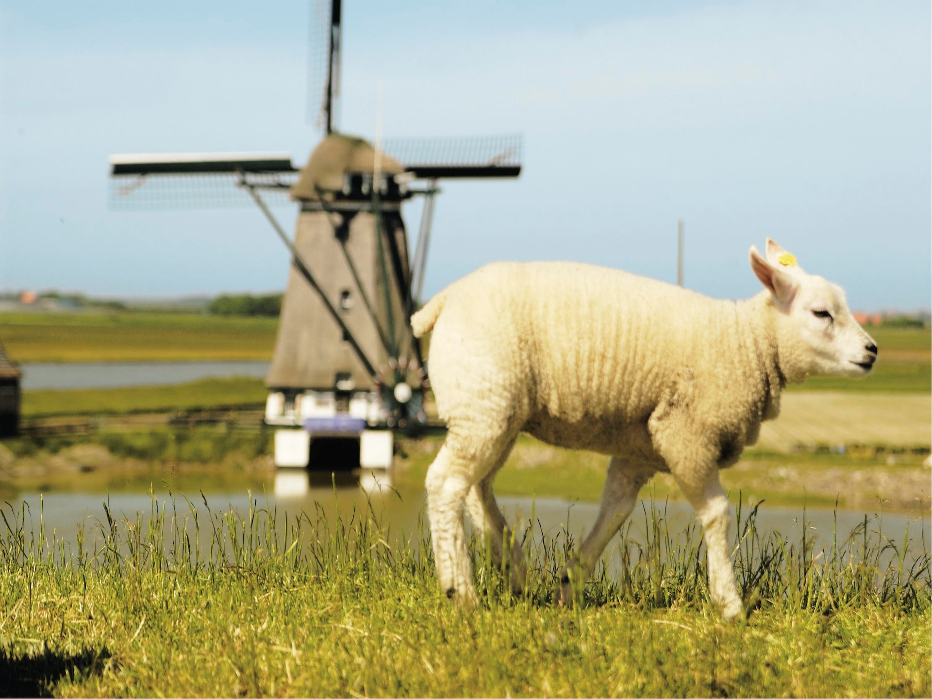 Modern vakantiehuis op Kustpark Texel, 2 km van Noordzee strand - foto 40