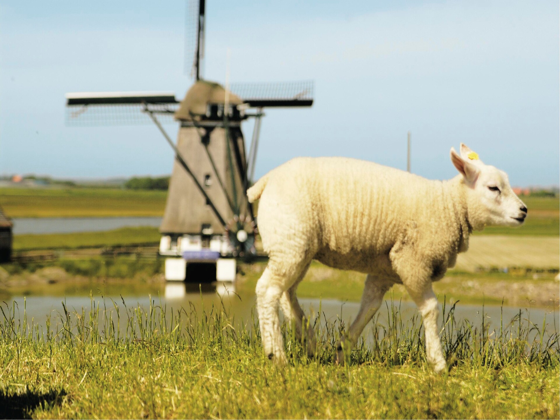 Authentieke boerderij in Kustpark Texel, op 2 km van het strand - foto 37