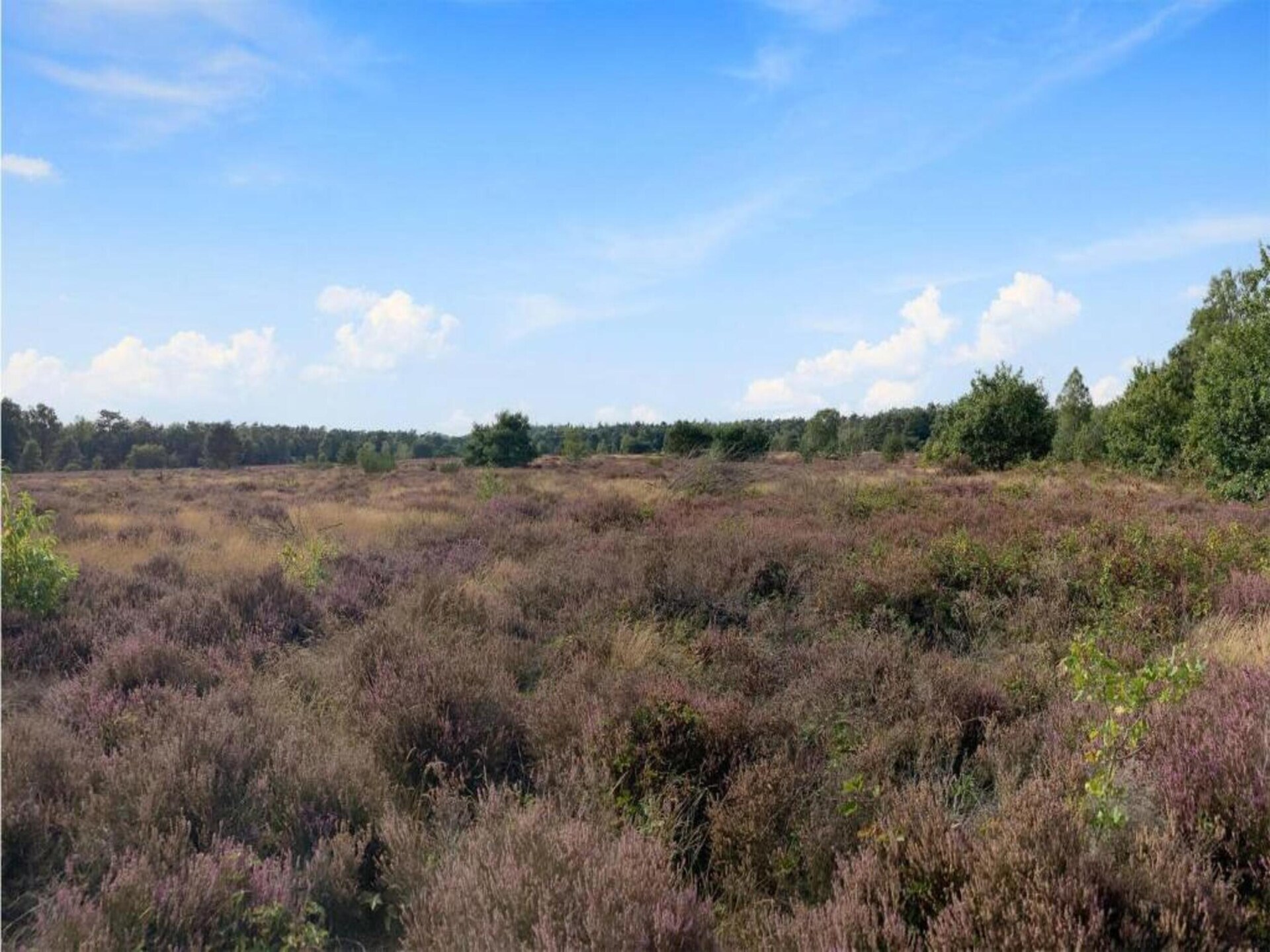 Vrijstaande bungalow op rustig vakantiepark in de Veluwse natuur bij Putten - foto 25