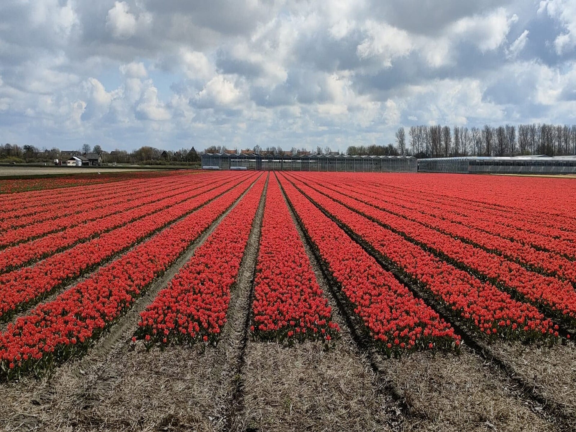 Calm Breeze: stijlvol vakantiehuis bij strand en tulpenvelden - foto 40
