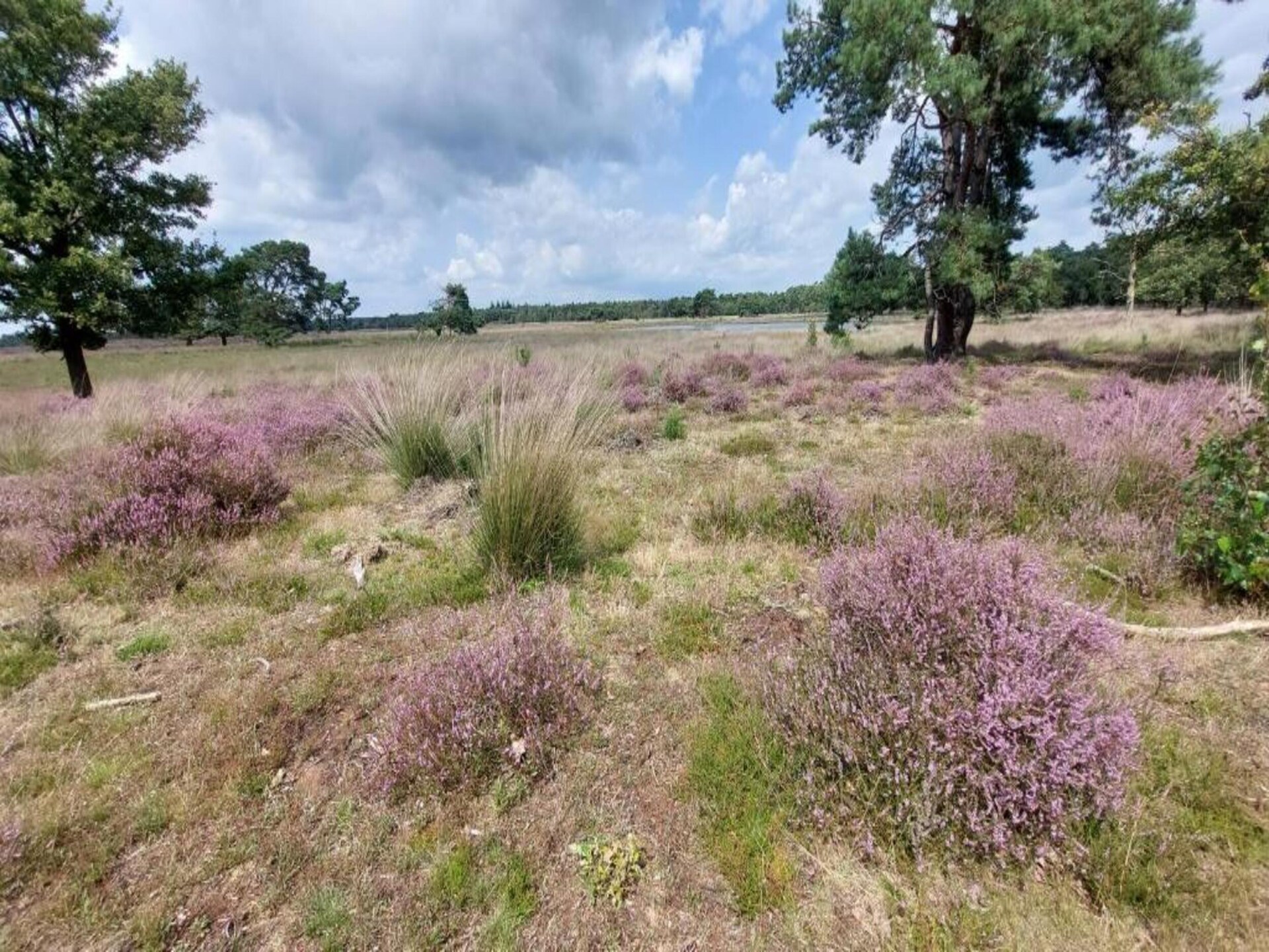 Vrijstaand chalet aan bosrand op autovrij vakantiepark in Vlierden - foto 28