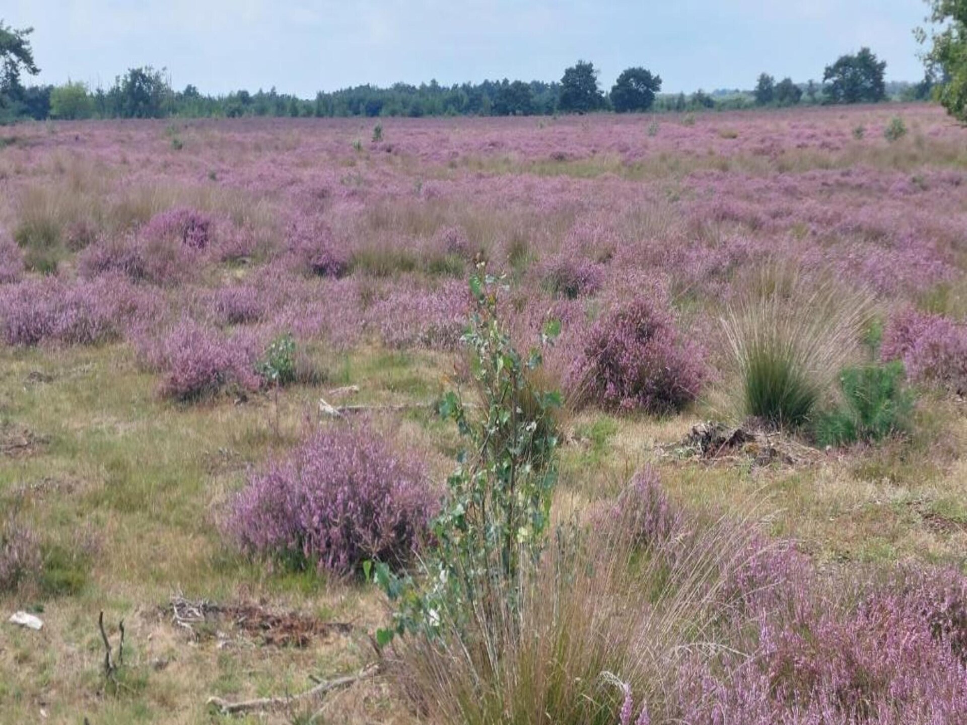 Vrijstaande bungalow aan de rand van het bos op rustig vakantiepark in De Peel - foto 28