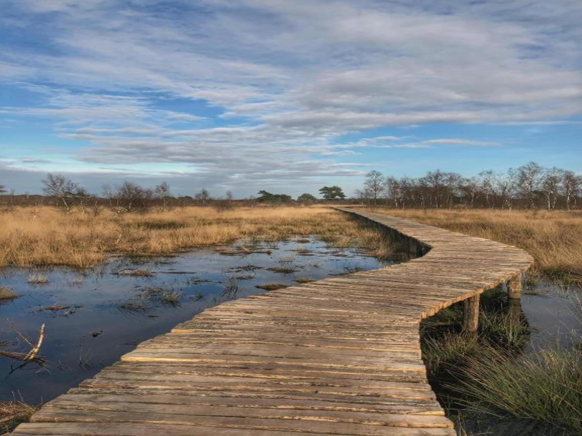 Gezellige bosvakantie in autovrij Park De Peel, huisdieren welkom - foto 23