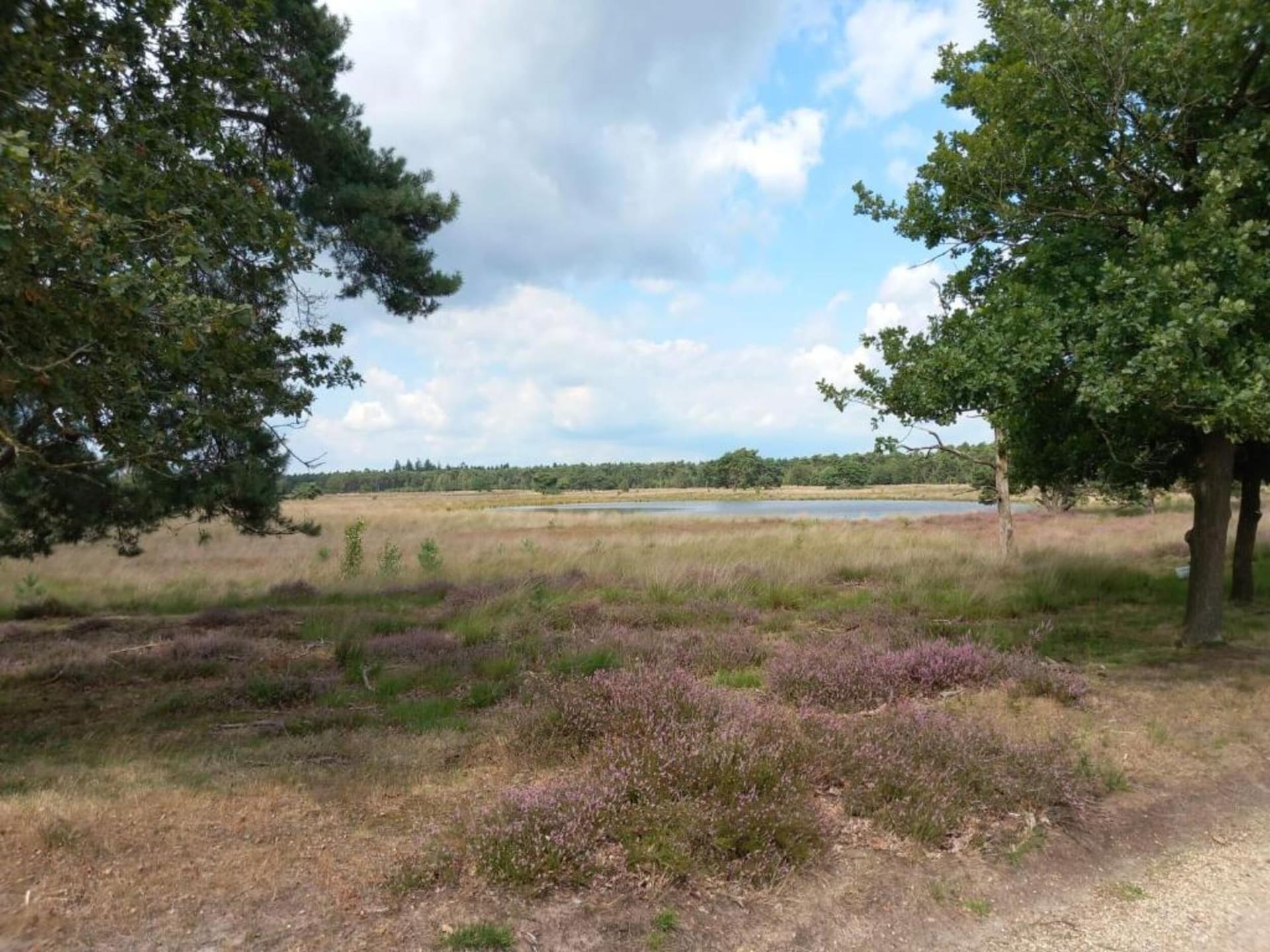 Gezellige bosvakantie in autovrij Park De Peel, huisdieren welkom - foto 25