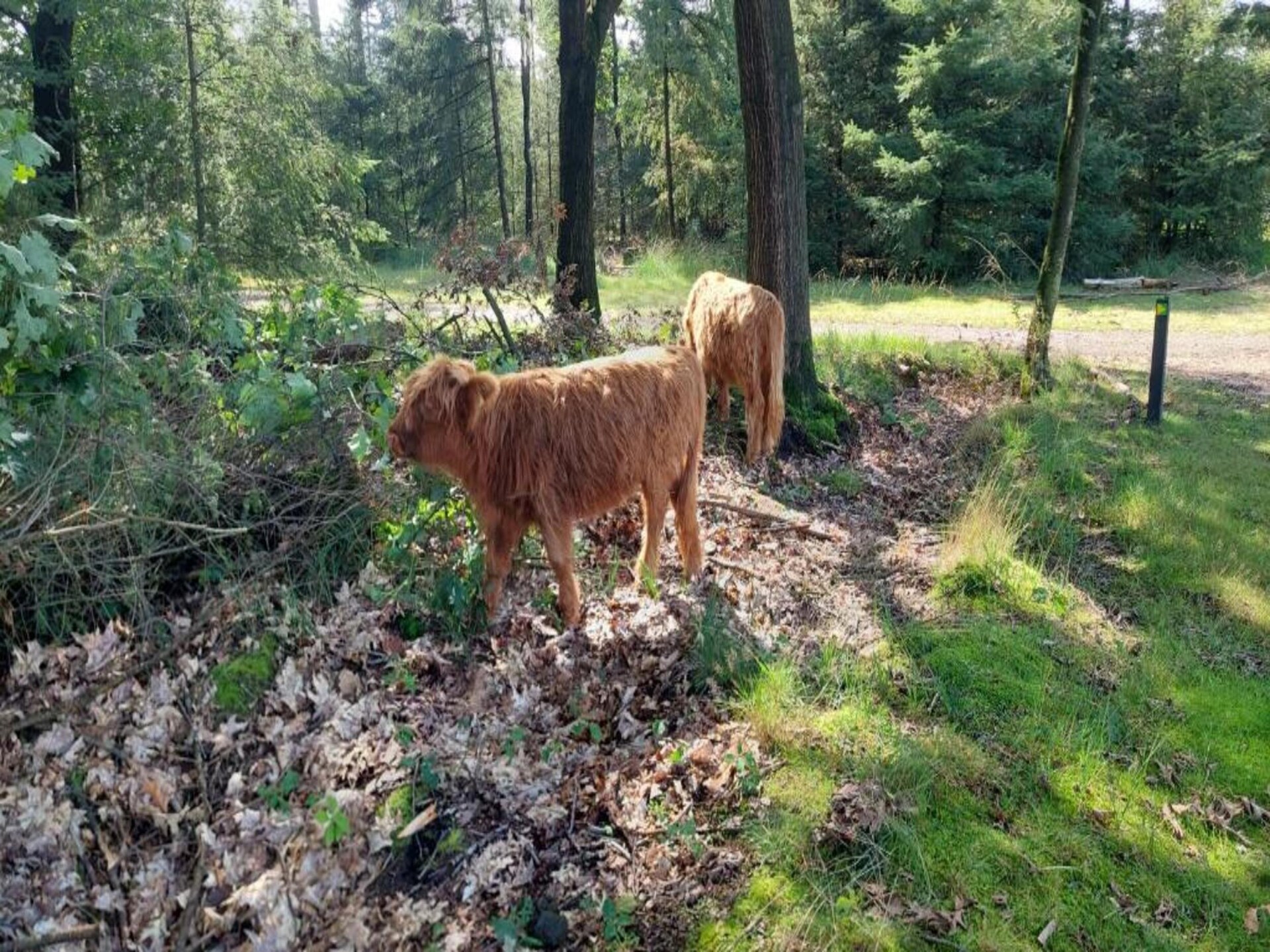 Gezellige bosvakantie in autovrij Park De Peel, huisdieren welkom - foto 30