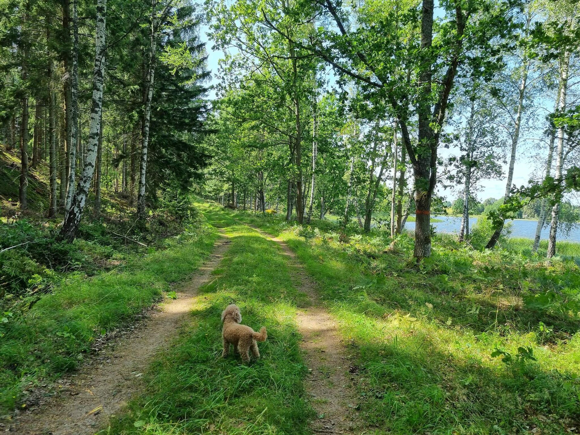 Knus vakantiehuisje bij meer op golfbaan in Skirö, Småland - foto 13