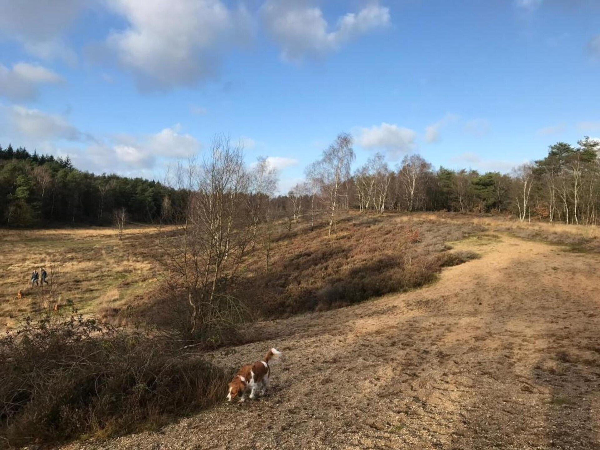 De Veluwse Eekhoorn: knus vakantiehuis midden in het bos van Garderen - foto 24