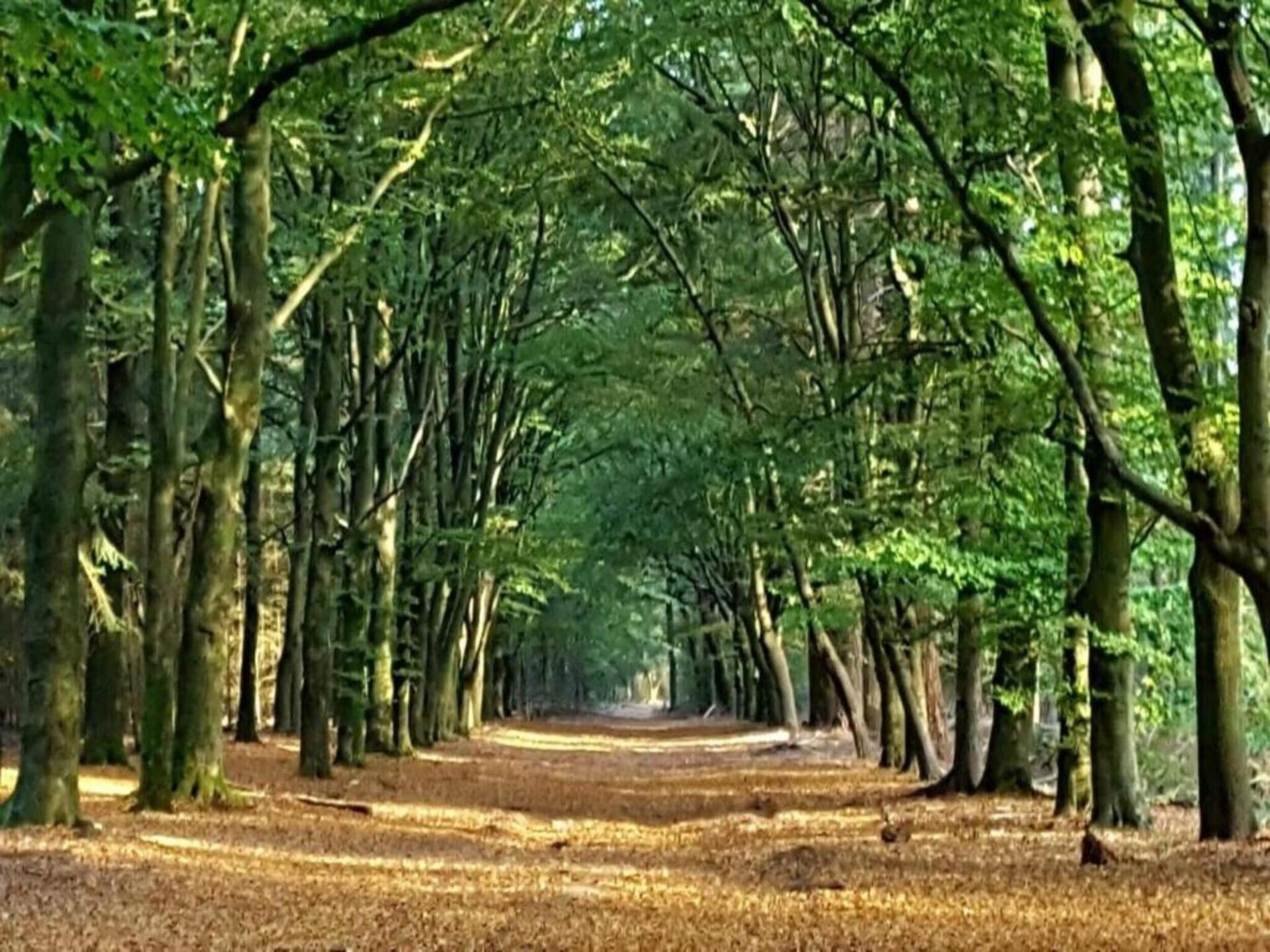 De Veluwse Eekhoorn: knus vakantiehuis midden in het bos van Garderen - foto 31