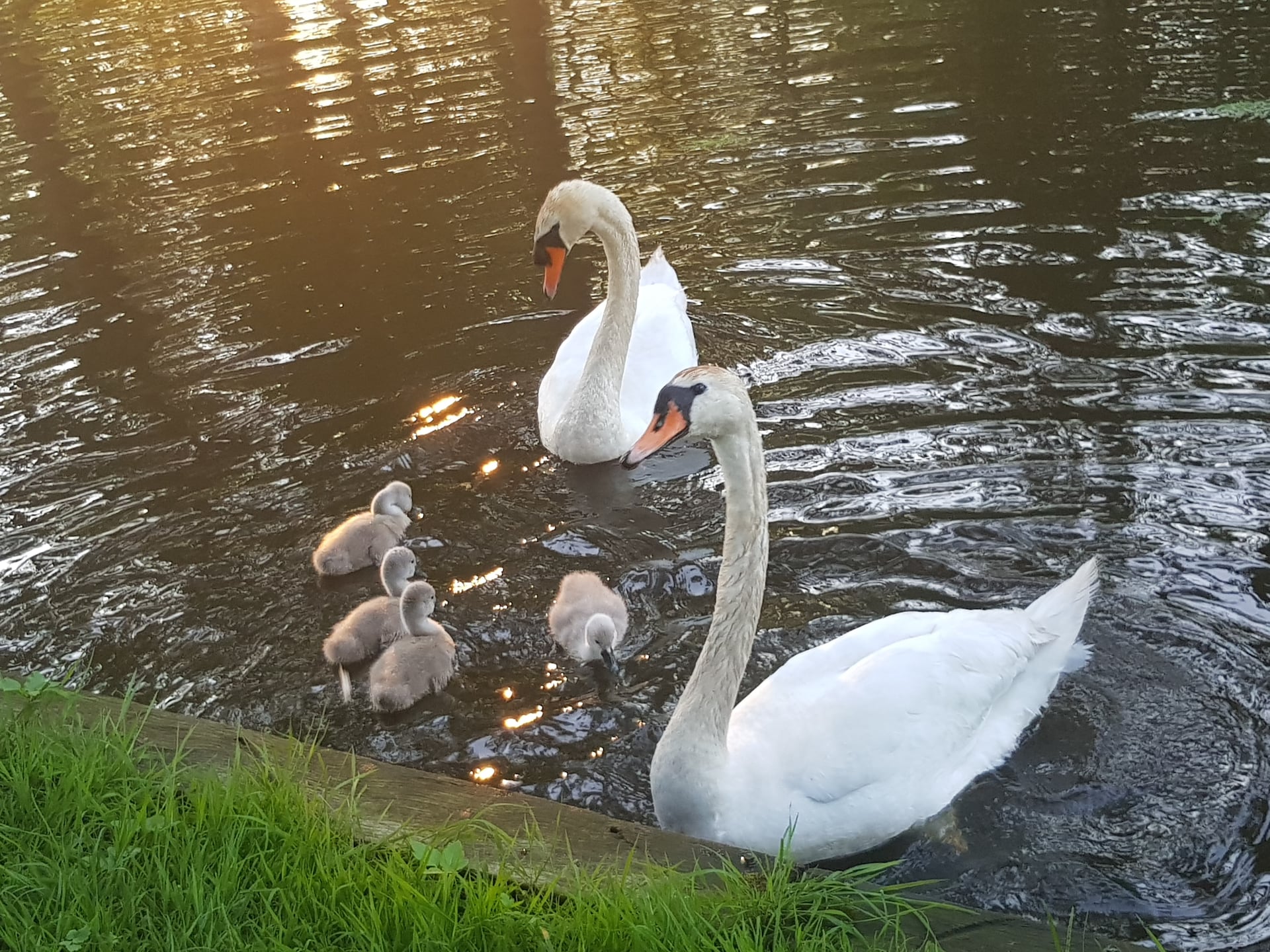 22-persoons boerderij in Giethoorn met terras aan het water - foto 40