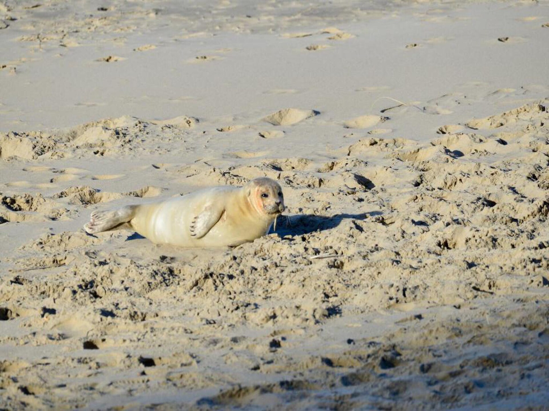 Strandappartement met tuin op loopafstand van zee in Vlissingen - foto 33