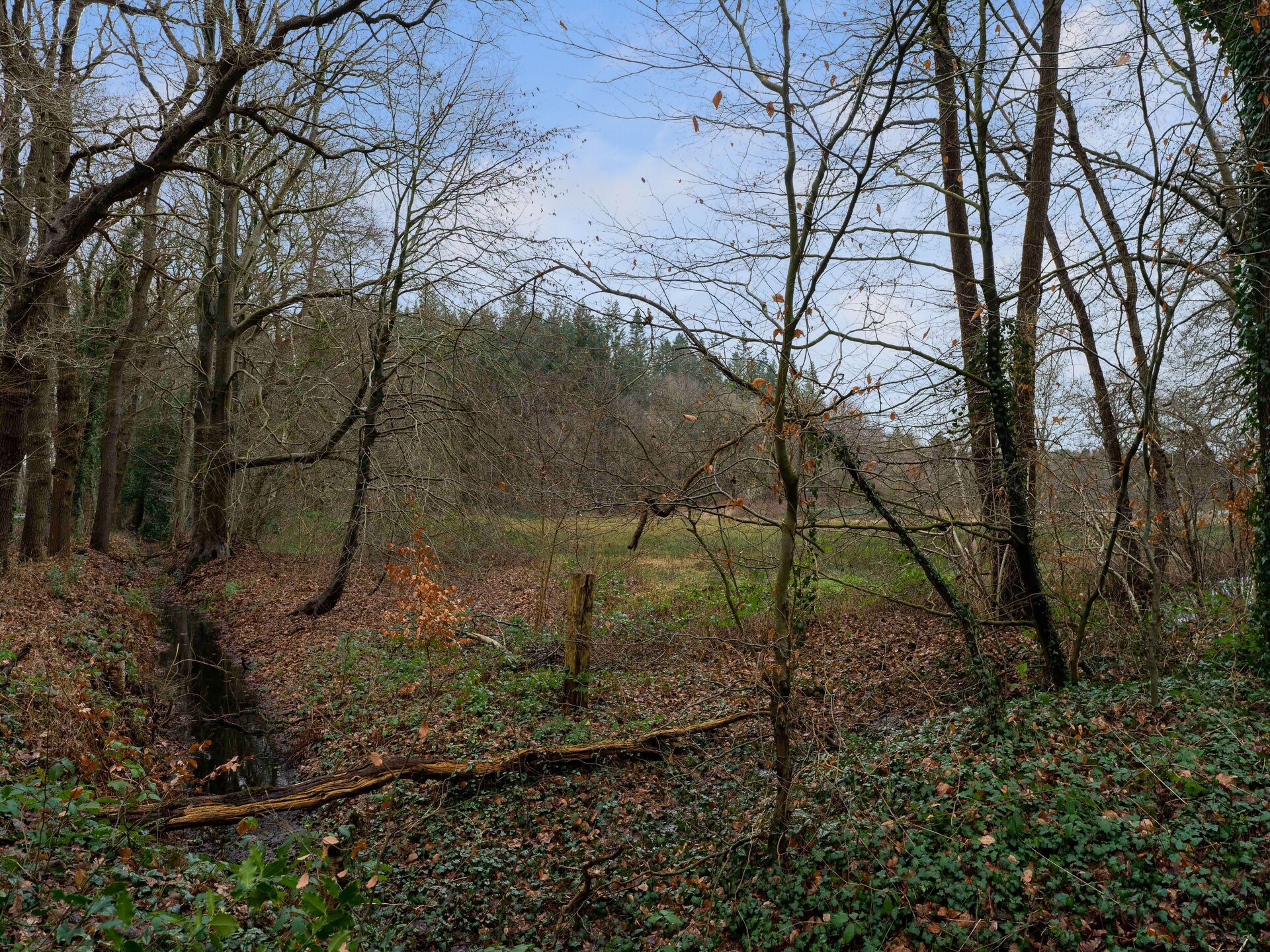 Boshuis De Klim – Privé wellness in de bossen van Drenthe - foto 34
