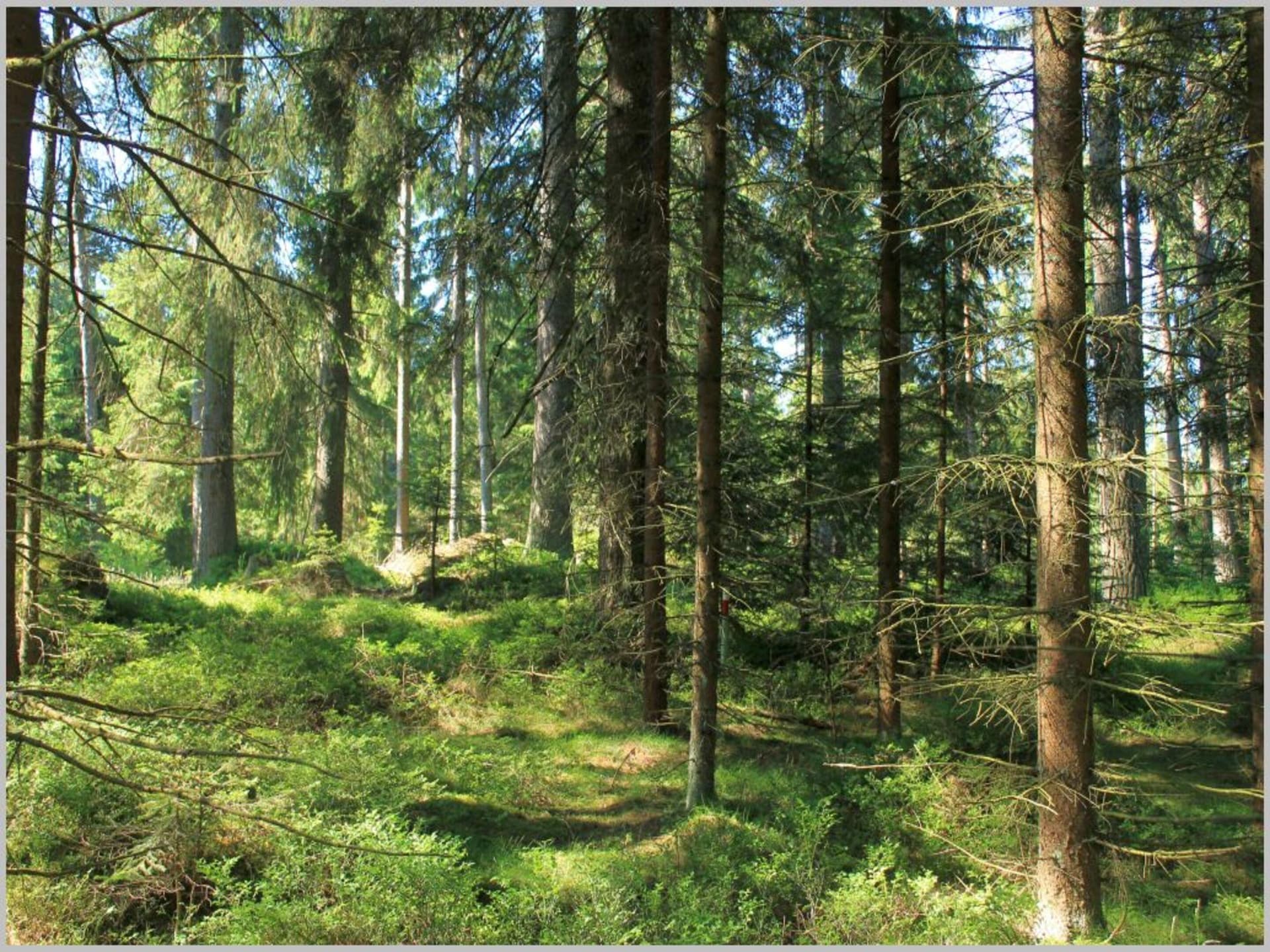 Ruim vakantiehuis in Altmelon voor 6 personen in het Waldviertel - foto 26