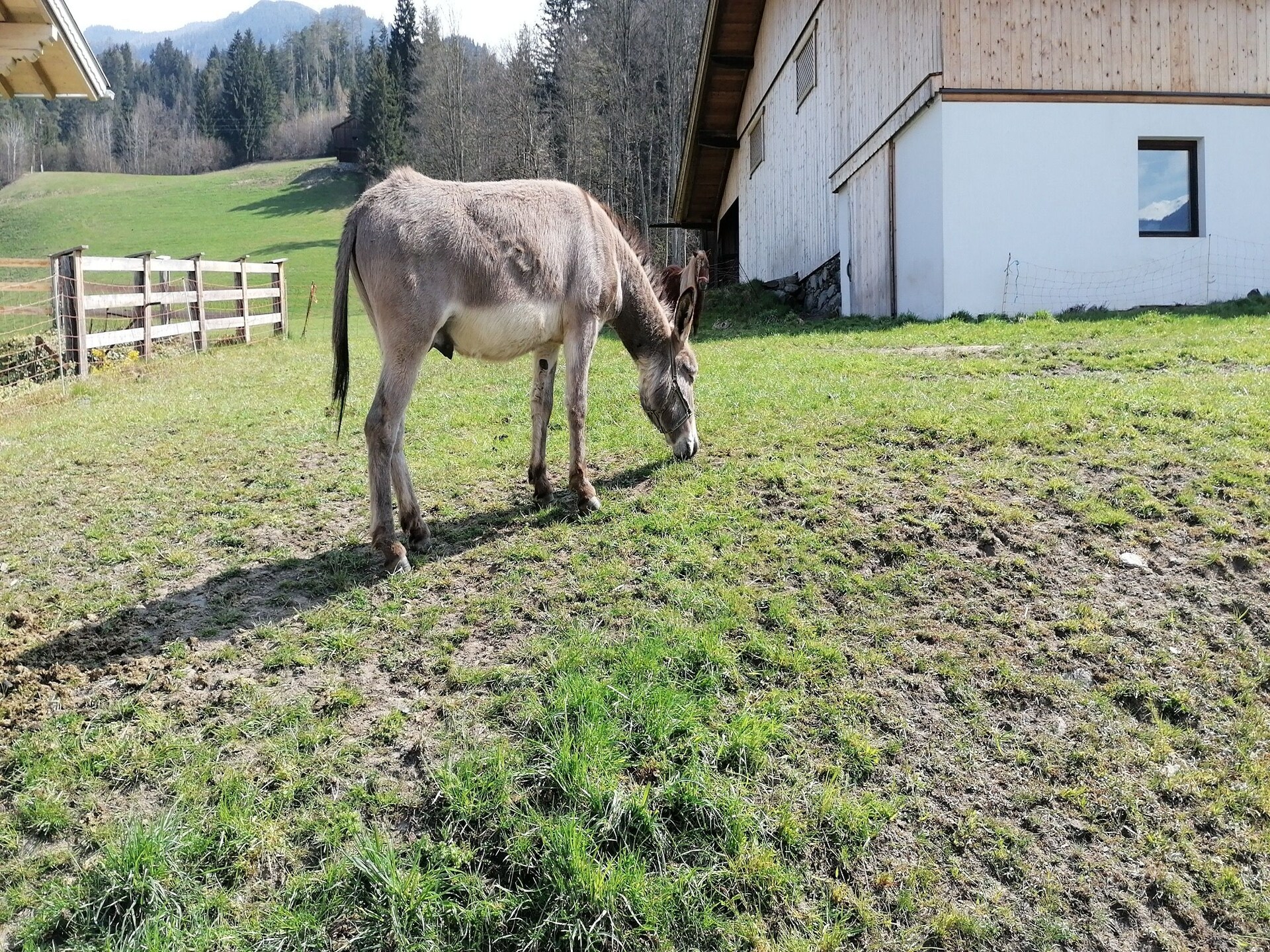 Rustiek vakantiehuis op bioboerderij aan de golfbaan in Hart im Zillertal - foto 26