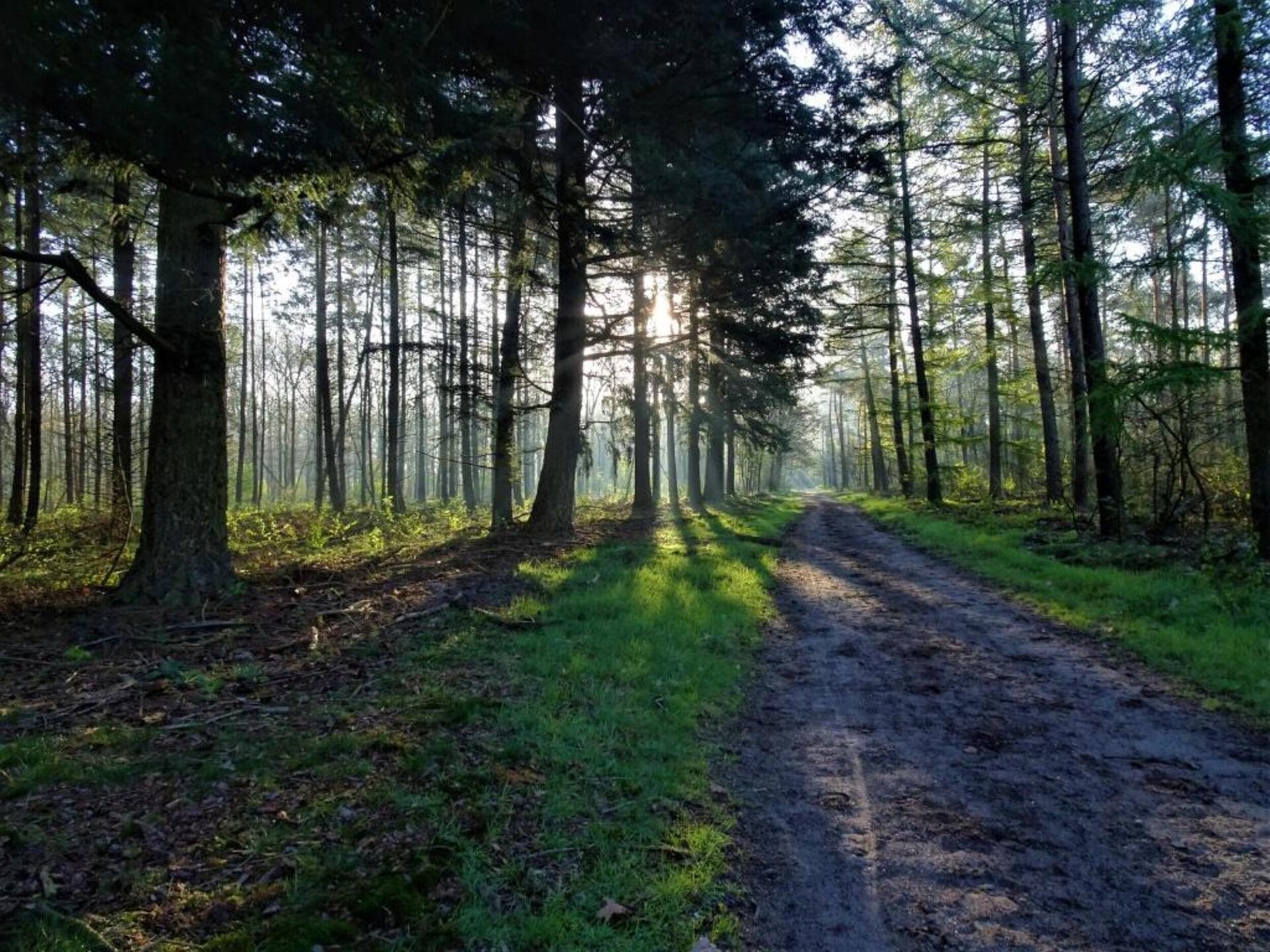 Vrijstaande houten bungalow voor 6 personen op de Veluwe - foto 25