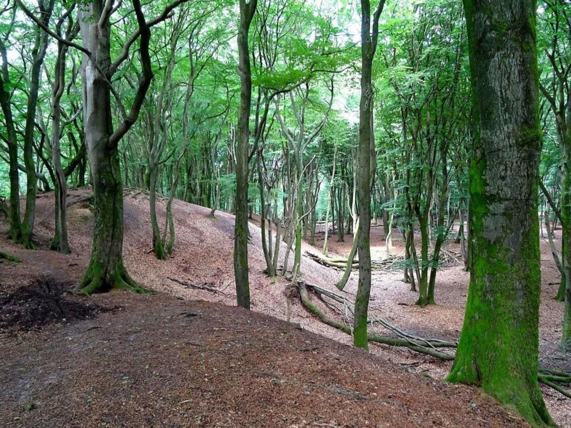 Vrijstaande houten bungalow voor 6 personen op de Veluwe - foto 19