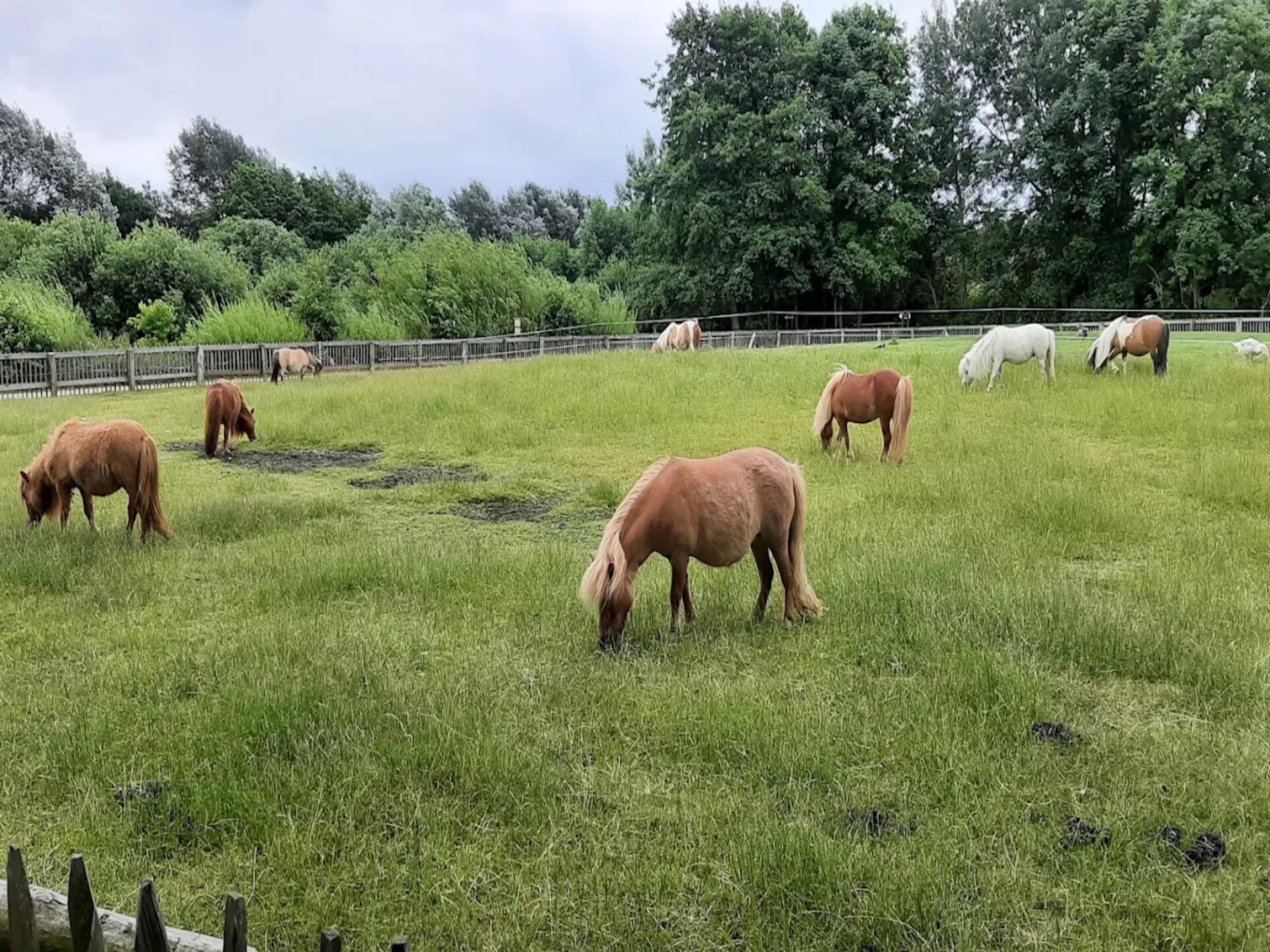 Licht appartement Salzwiesen in St. Peter-Ording voor 4 personen - foto 36