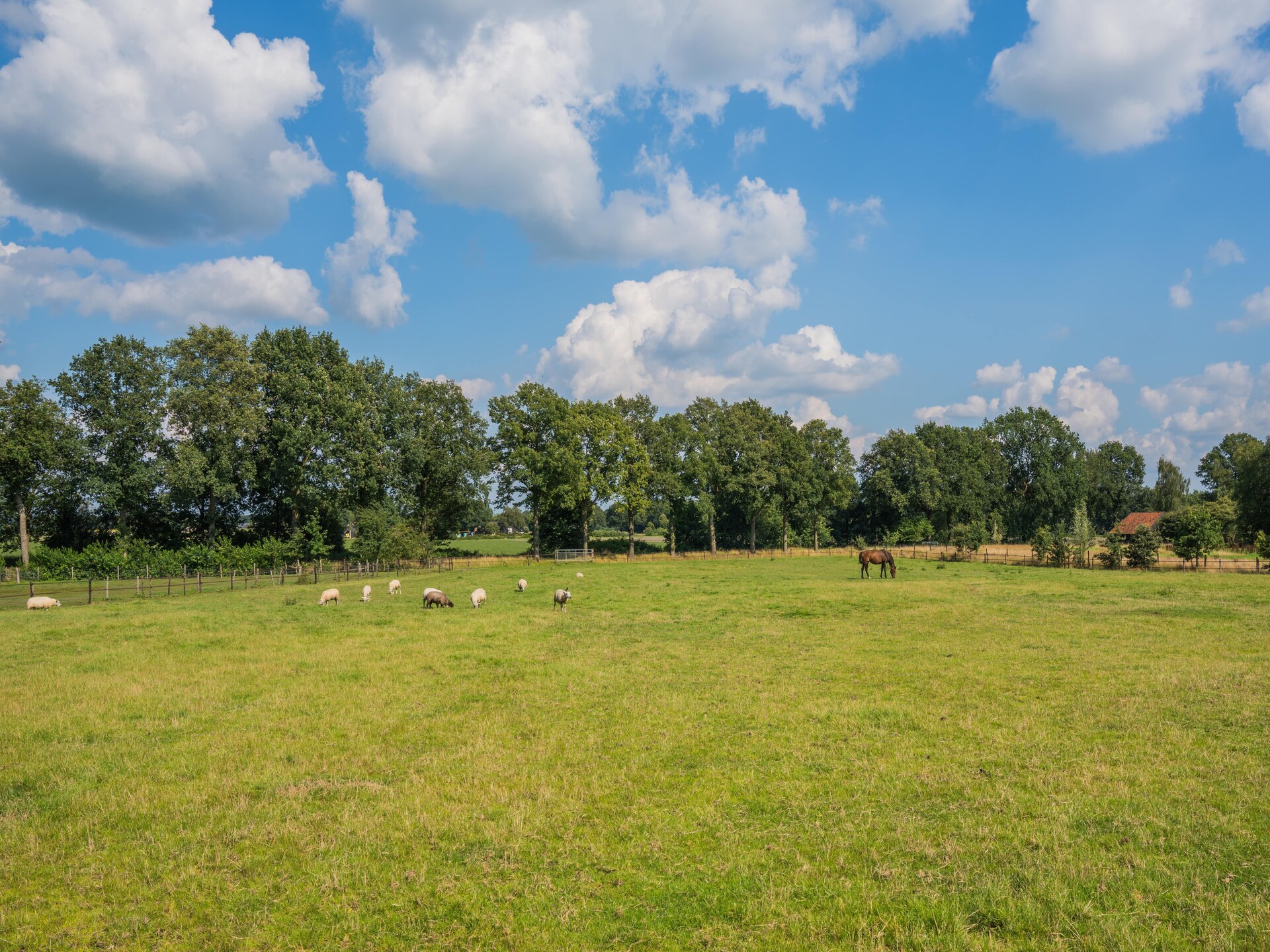 Moderne boerderij Dwingelderveld: rust, wellness en natuur voor 10 personen - foto 27