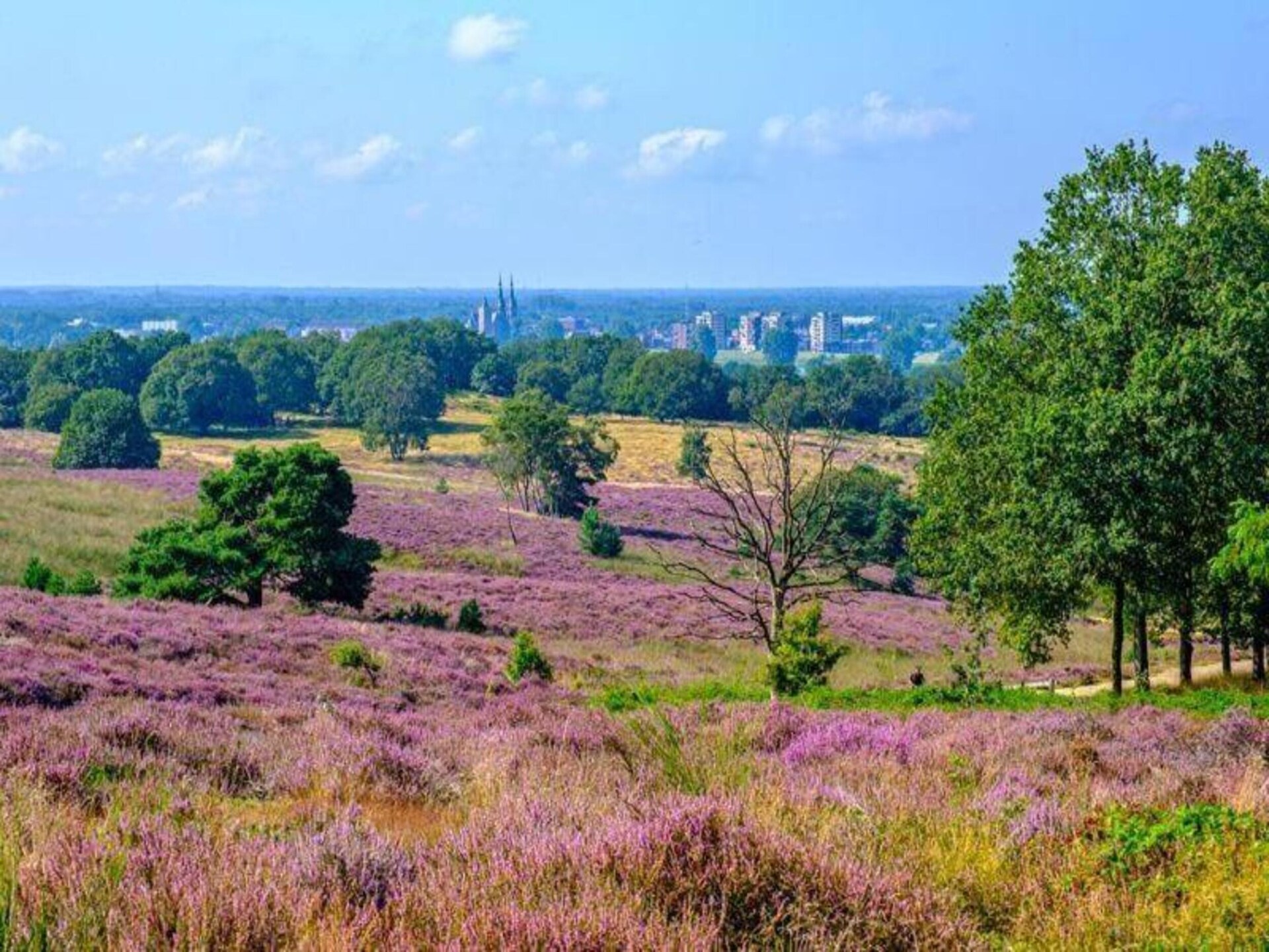 Romantische bosbungalow in Mook – huisdiervriendelijk en aan de golf - foto 34