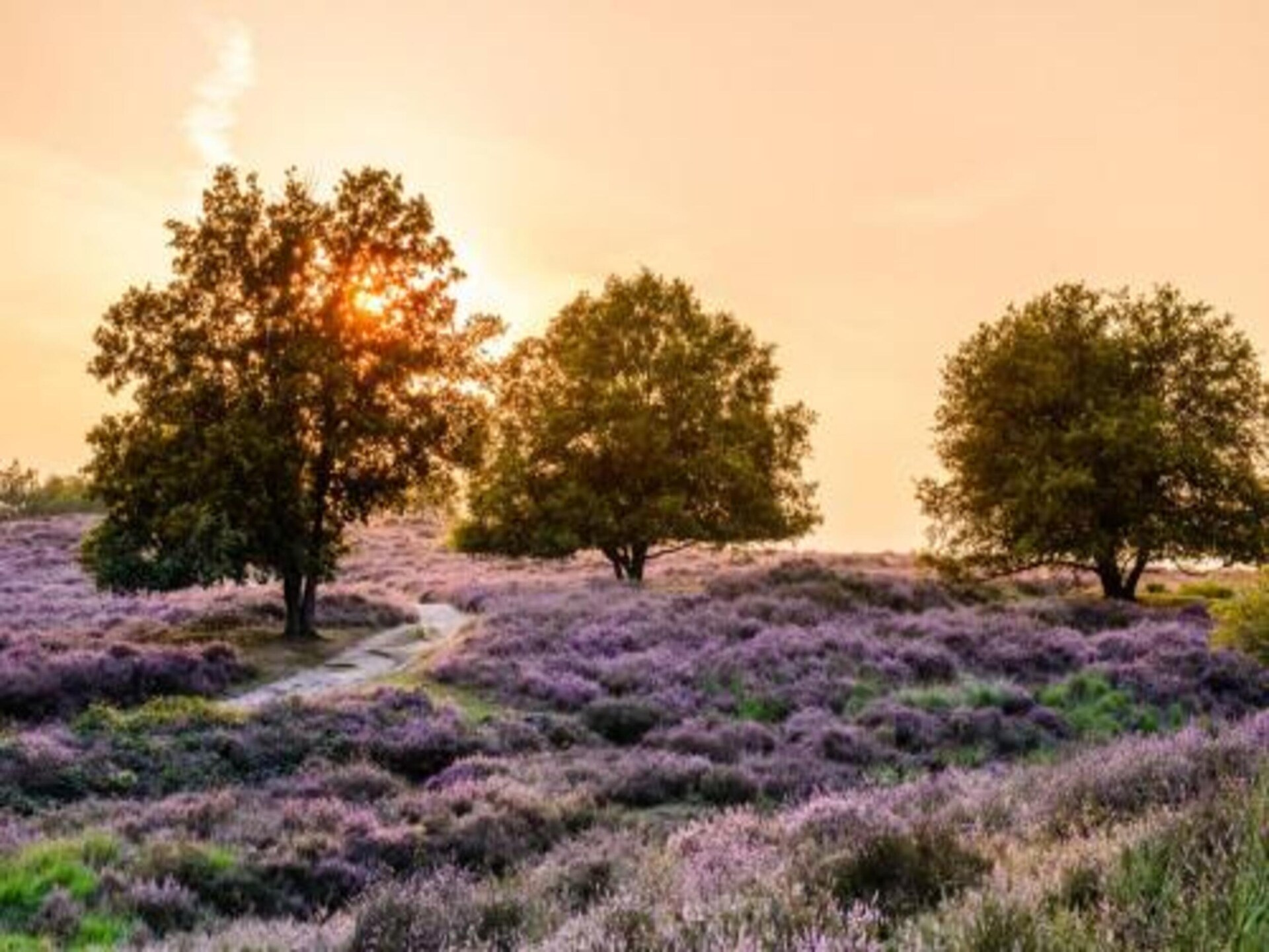 Romantische bosbungalow in Mook – huisdiervriendelijk en aan de golf - foto 39