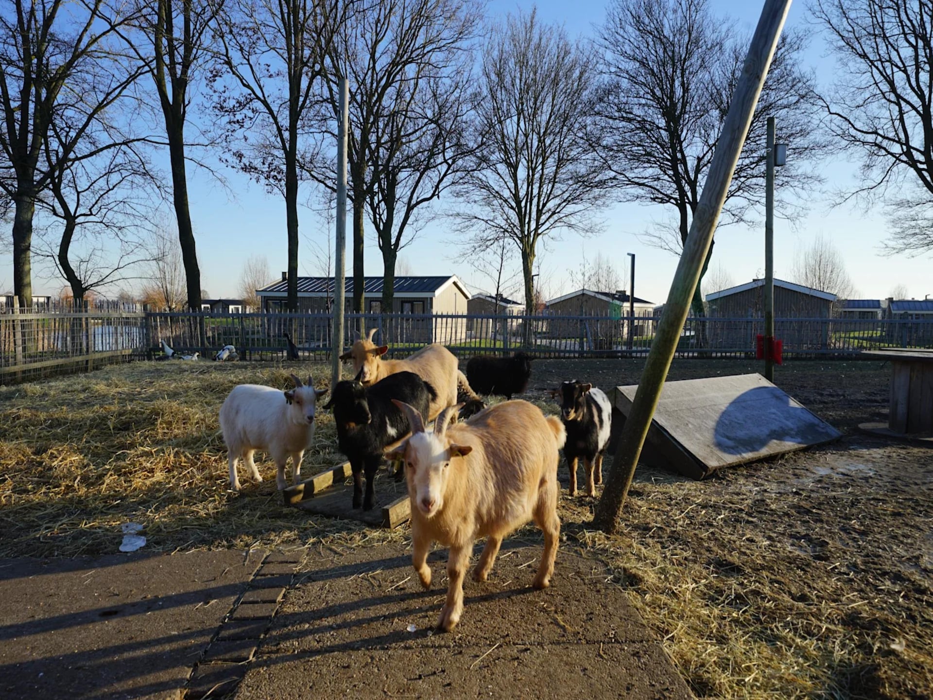 4-persoons chalet aan het meer in Kampen - foto 22