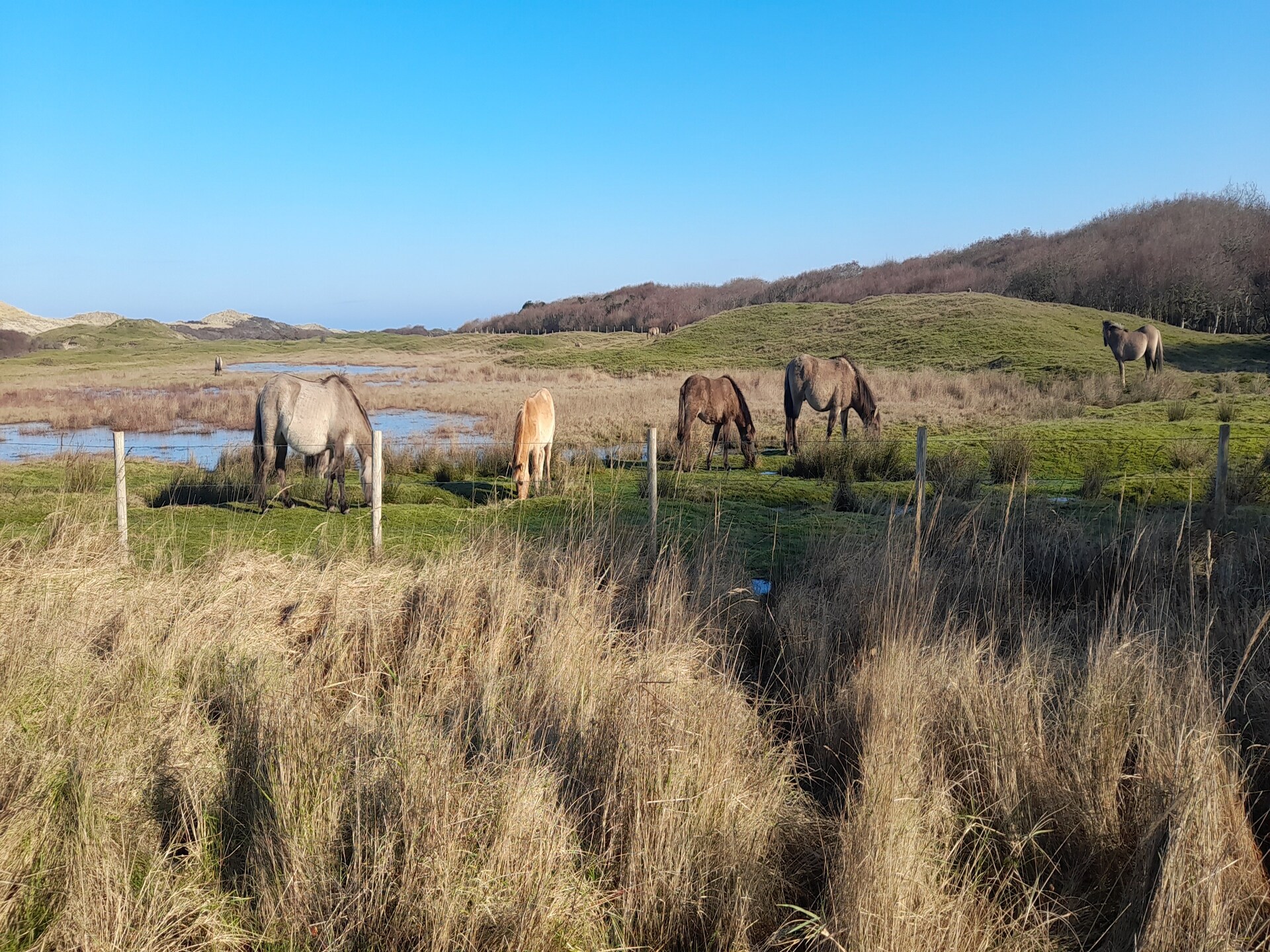 Good Moments: sfeervol chalet in Oostkapelle, 1,5 km van het strand - foto 28
