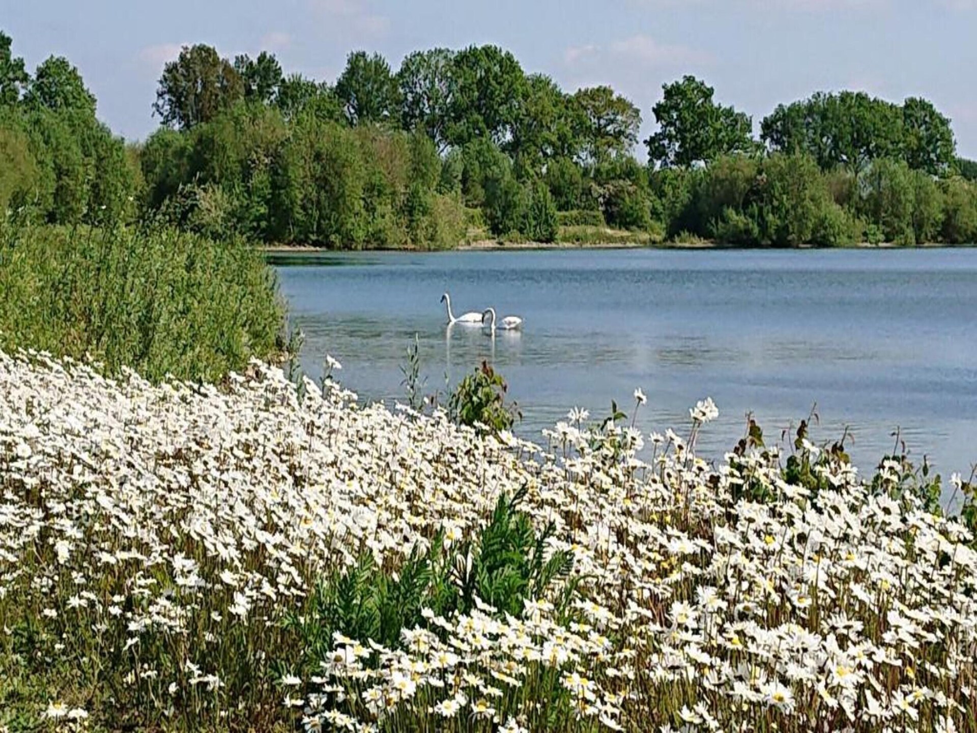 Vrijstaand vakantiehuis Molendal 2 in Plasmolen – rust, natuur en honden welkom - foto 35