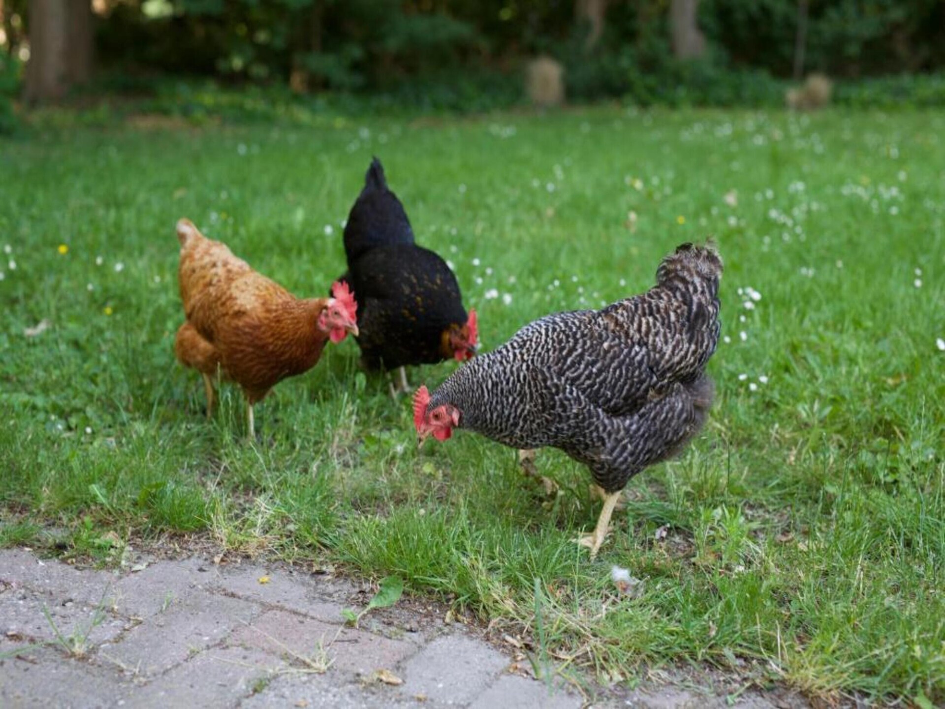 Knus vrijstaand vakantiehuis voor 6 personen en hond in rustig Hof van Zeeland - foto 31