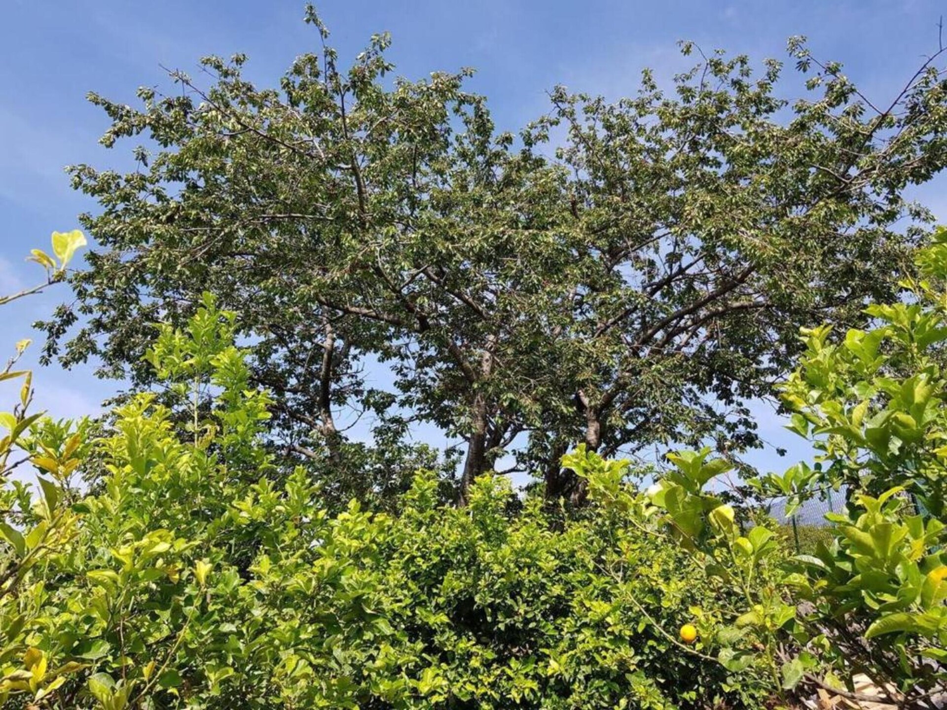 Zonnig appartement met zwembad en terras op de Etna - foto 19