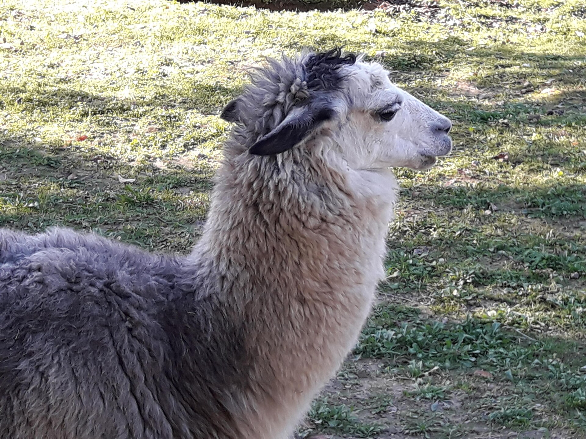Ruim Toscaans vakantiehuis op boerderij met zwembad nabij Pontedera - foto 24