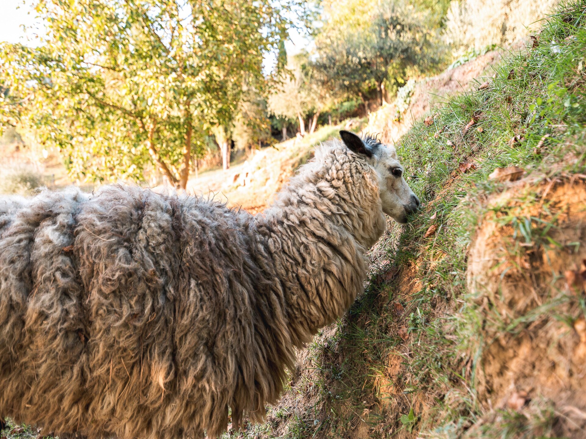 Ruim Toscaans vakantiehuis op boerderij met zwembad nabij Pontedera - foto 23
