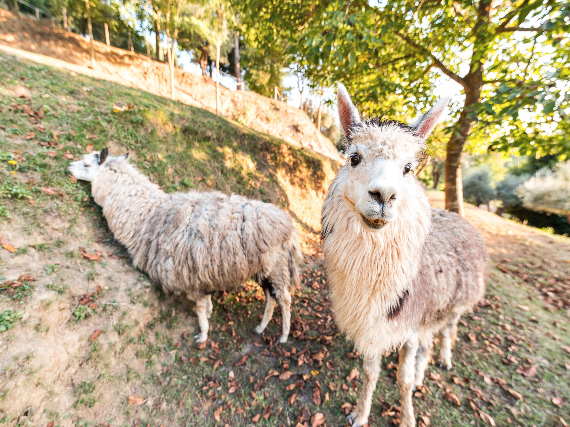 Ruim Toscaans vakantiehuis op boerderij met zwembad nabij Pontedera - foto 19