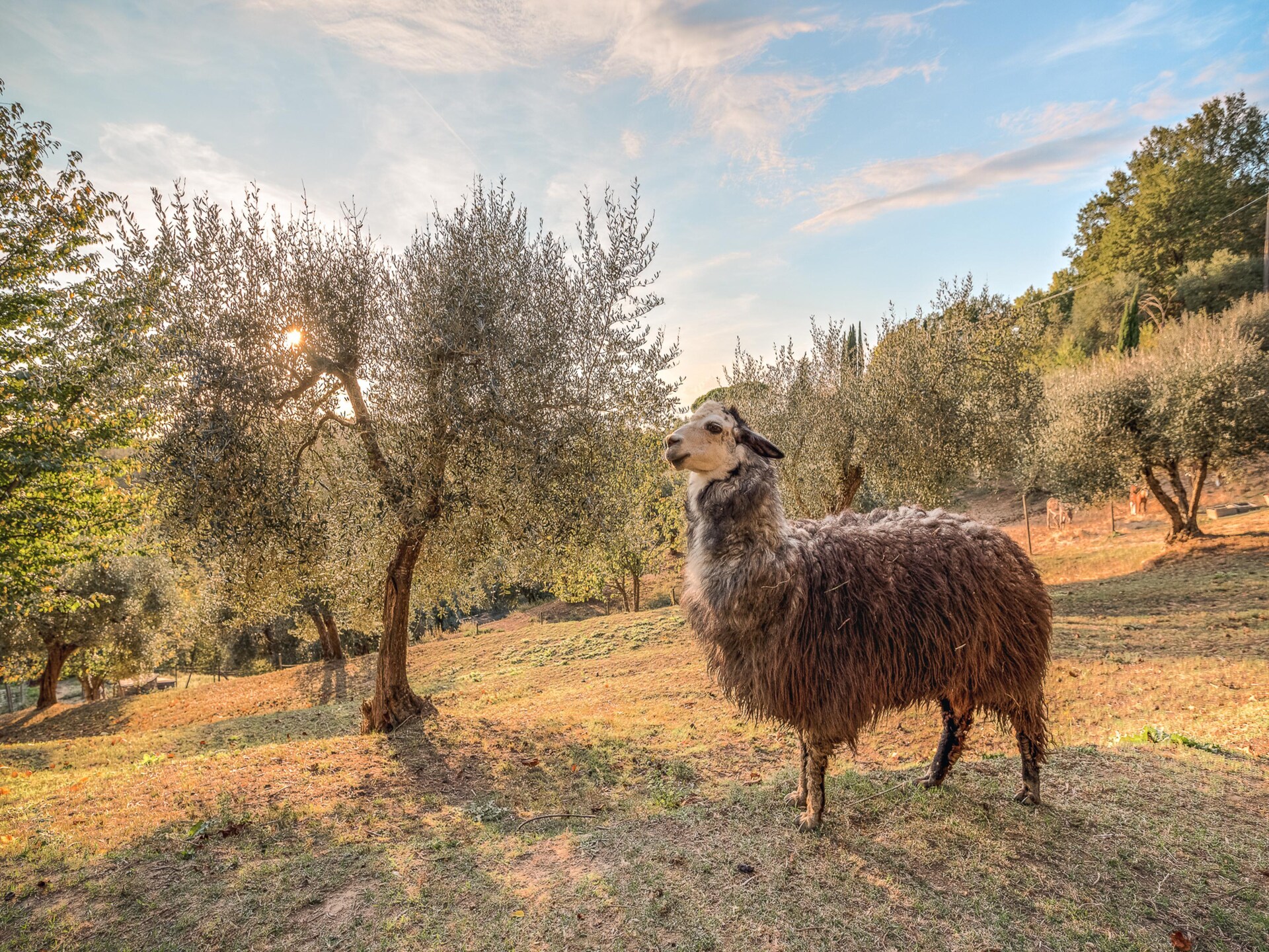 Ruim Toscaans vakantiehuis op boerderij met zwembad nabij Pontedera - foto 20