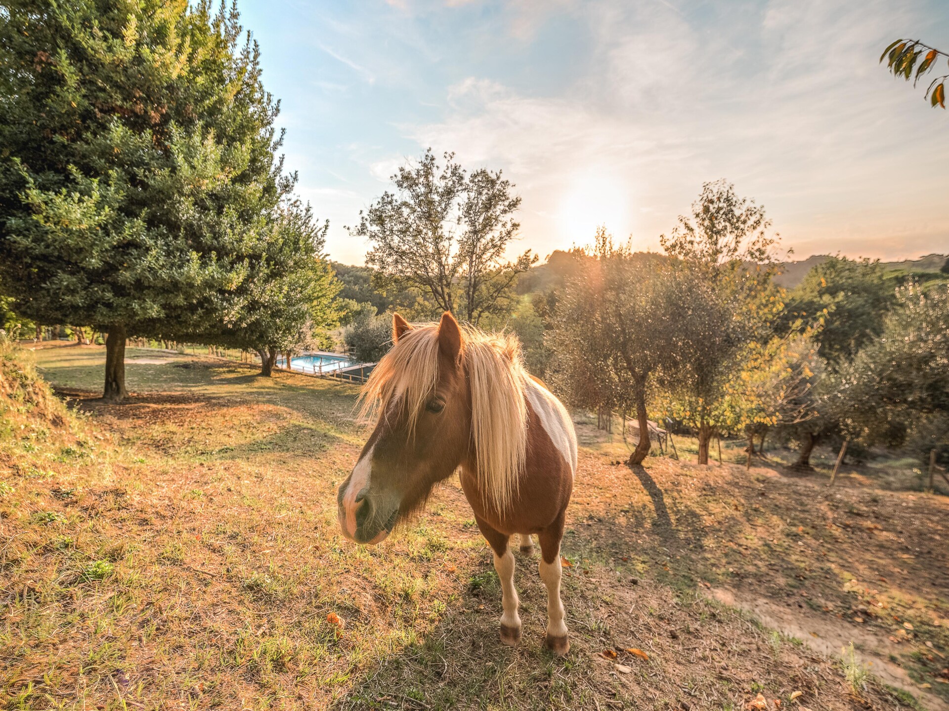 Ruim Toscaans vakantiehuis op boerderij met zwembad nabij Pontedera - foto 22